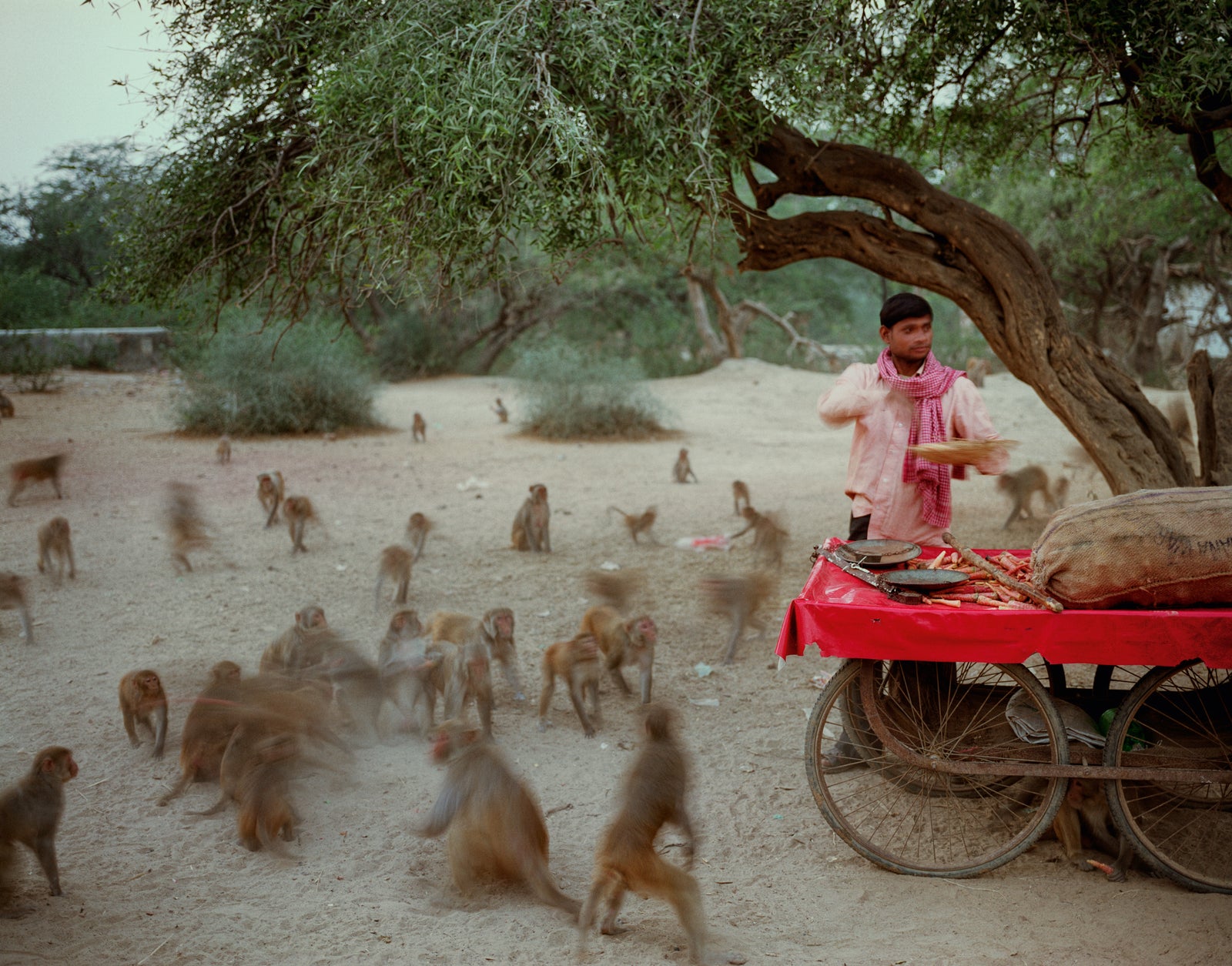 Fine art photography by André Wagner: Feeding monkeys on Govardhana Hill; Uttar Pradesh.