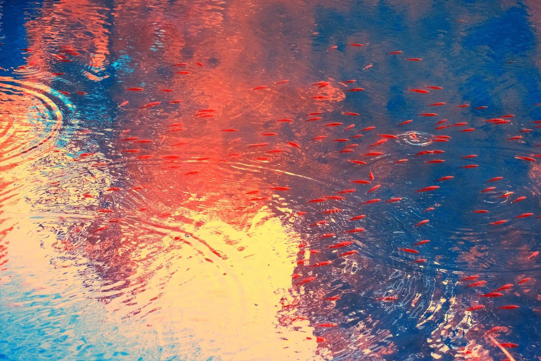 Poissons sous les reflets à la surface de l’eau.