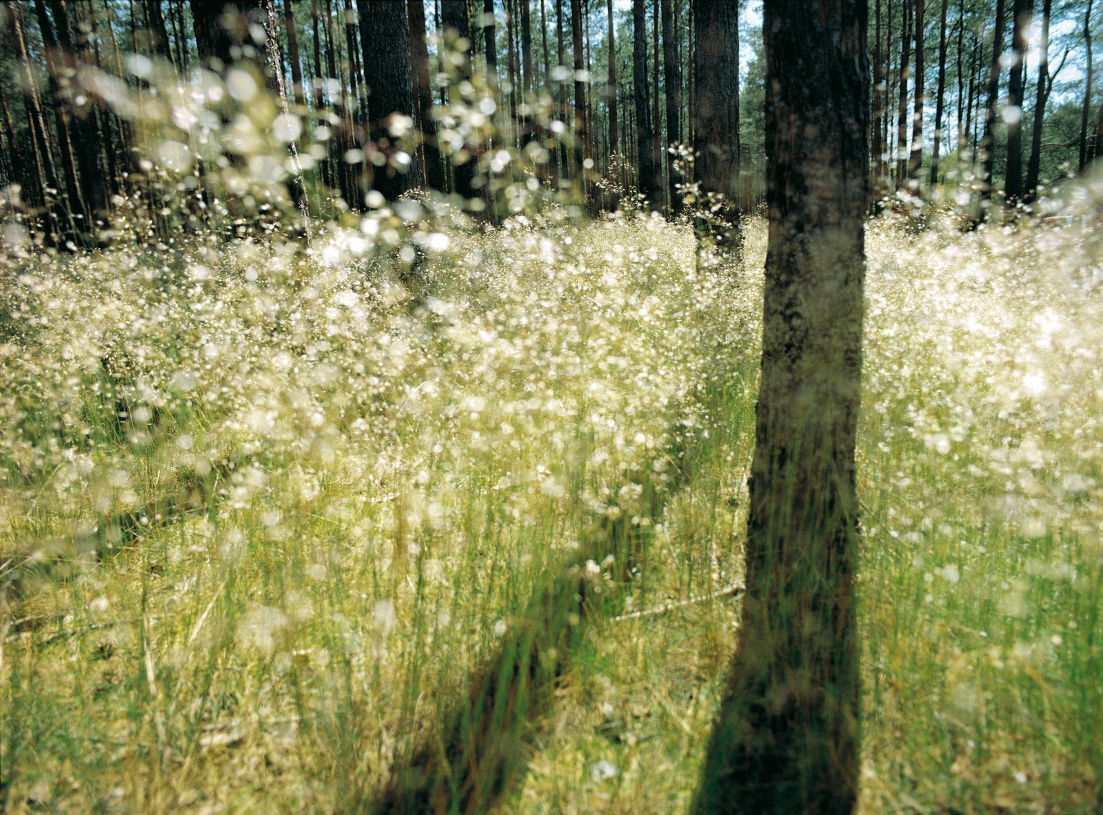 Fine art photography by André Wagner: A dark trunk stands on the right before a field of fine bright points — Forest and light, Deutschland.