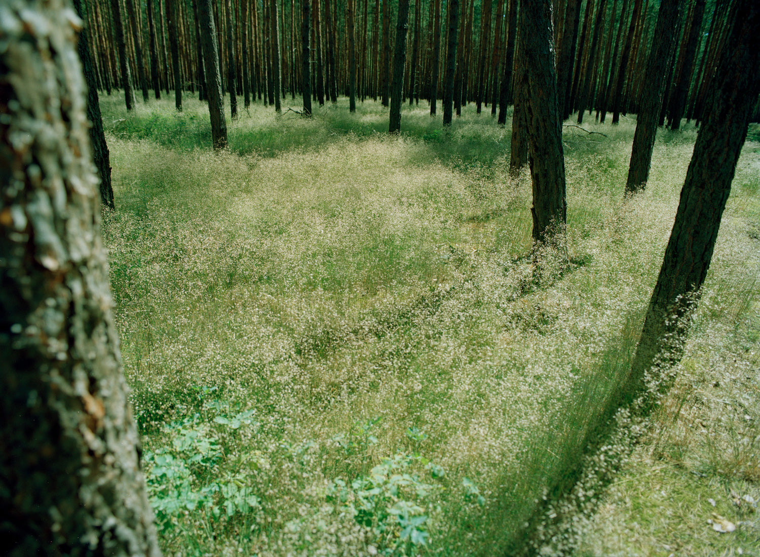 Photographie d’art d’André Wagner: Des troncs sombres se dressent dans un sous-bois clair et herbeux — Forest and Light II.