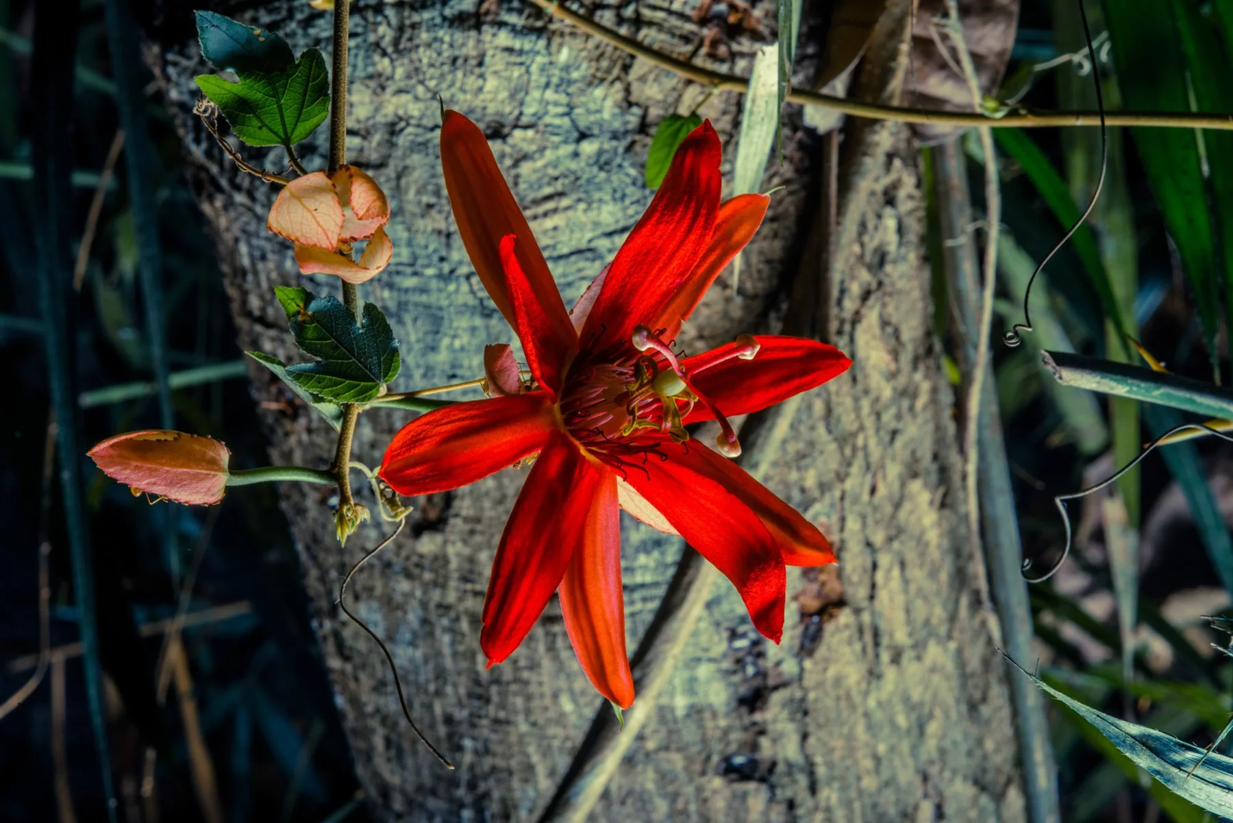 Photographic close-up of a red flower among green leaves