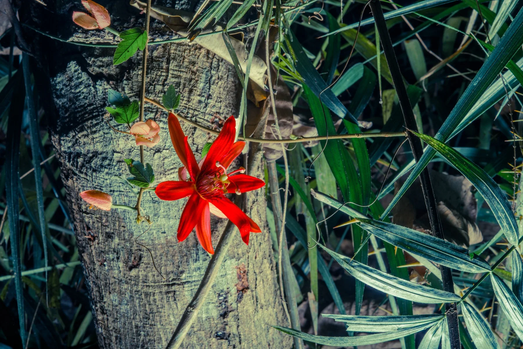 Photographic close-up of a red flower among green leaves