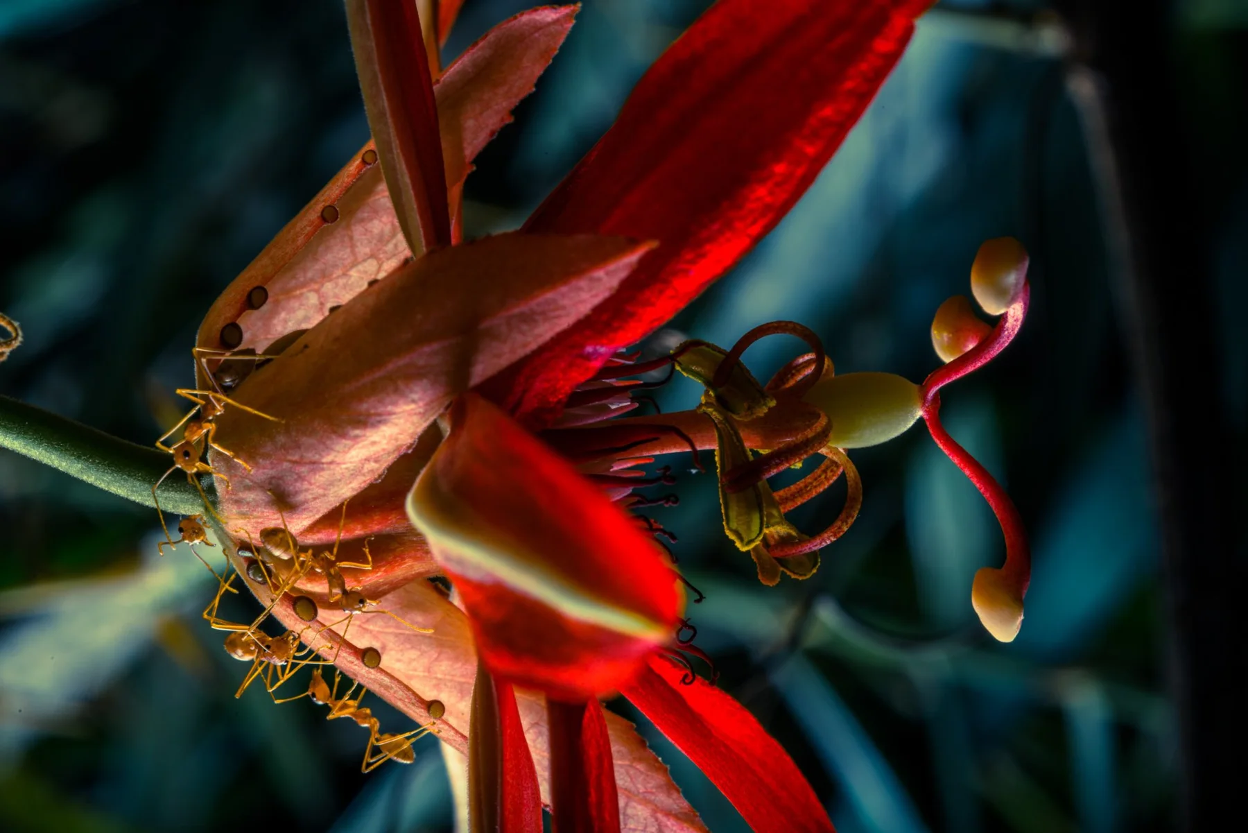 Photographic detail of a red flower with delicate stamens