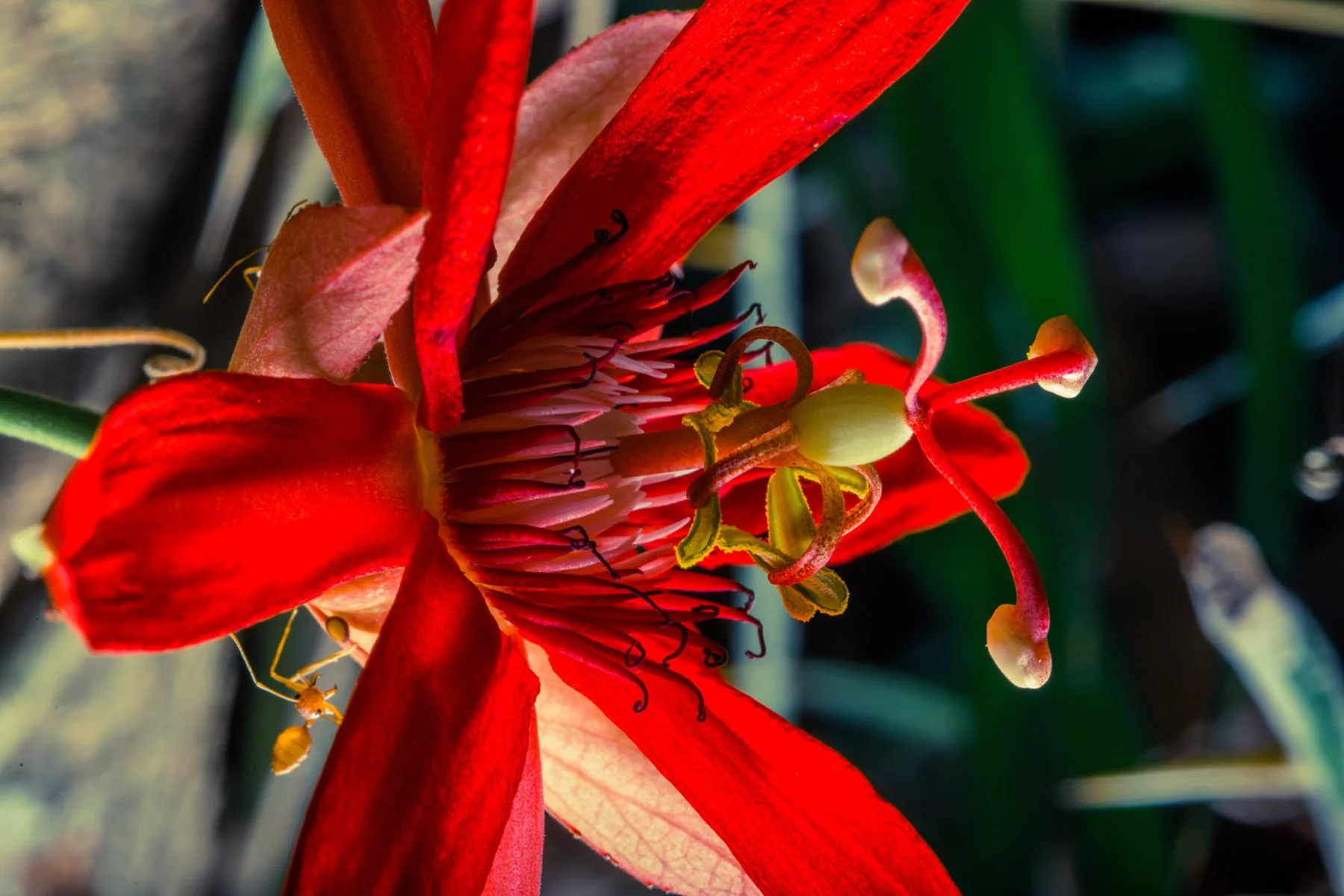 Photographic detail of a red flower with delicate stamens