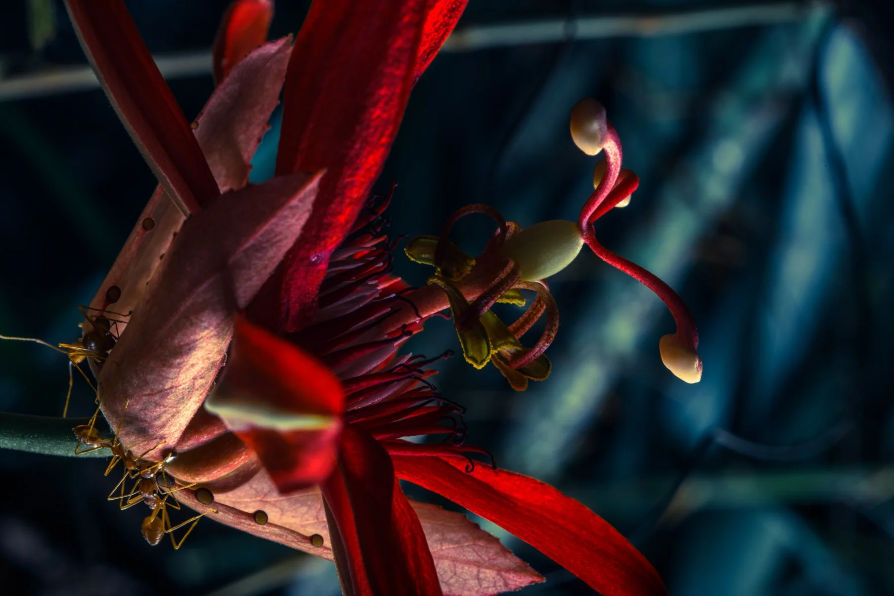 Photographic detail of a red flower with delicate stamens