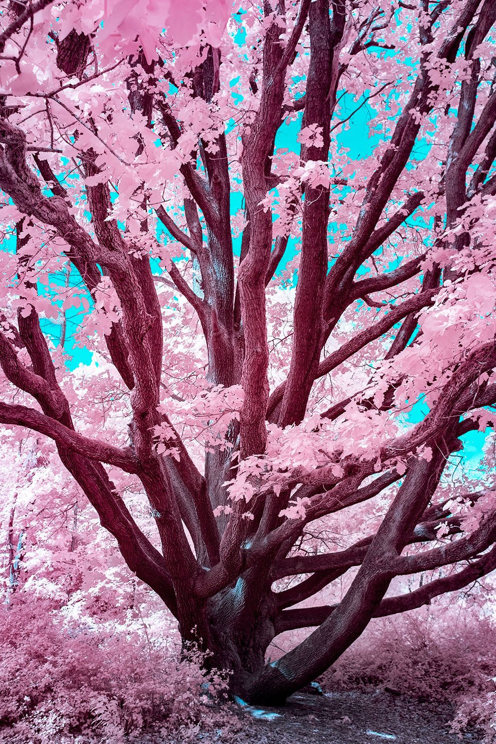 Infrared fine art photography by André Wagner: A strong tree divides near the ground into widely spreading limbs — Futuristic oak bloom, Deutschland.
