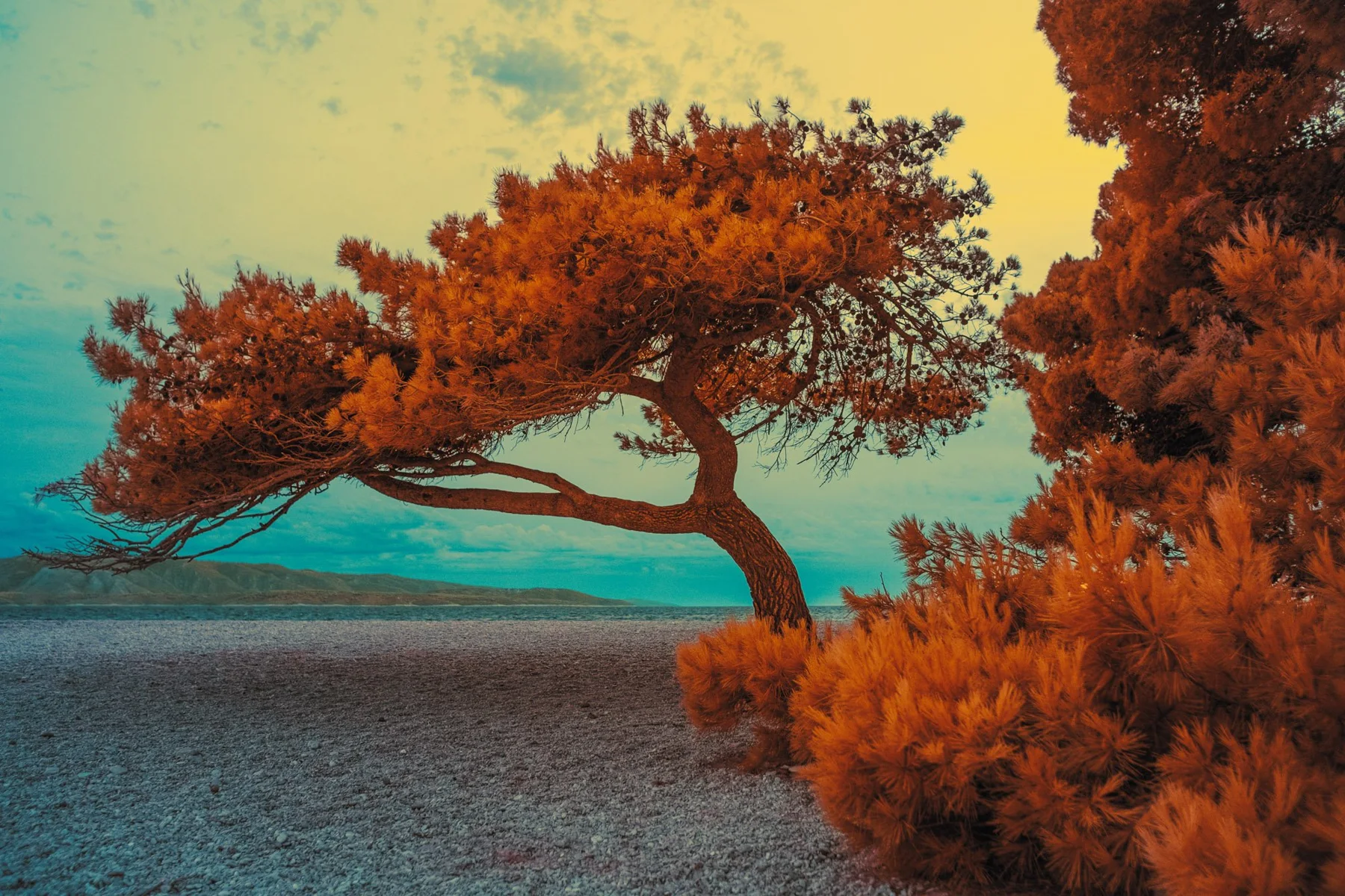 Arbre orange incliné au bord de la mer.