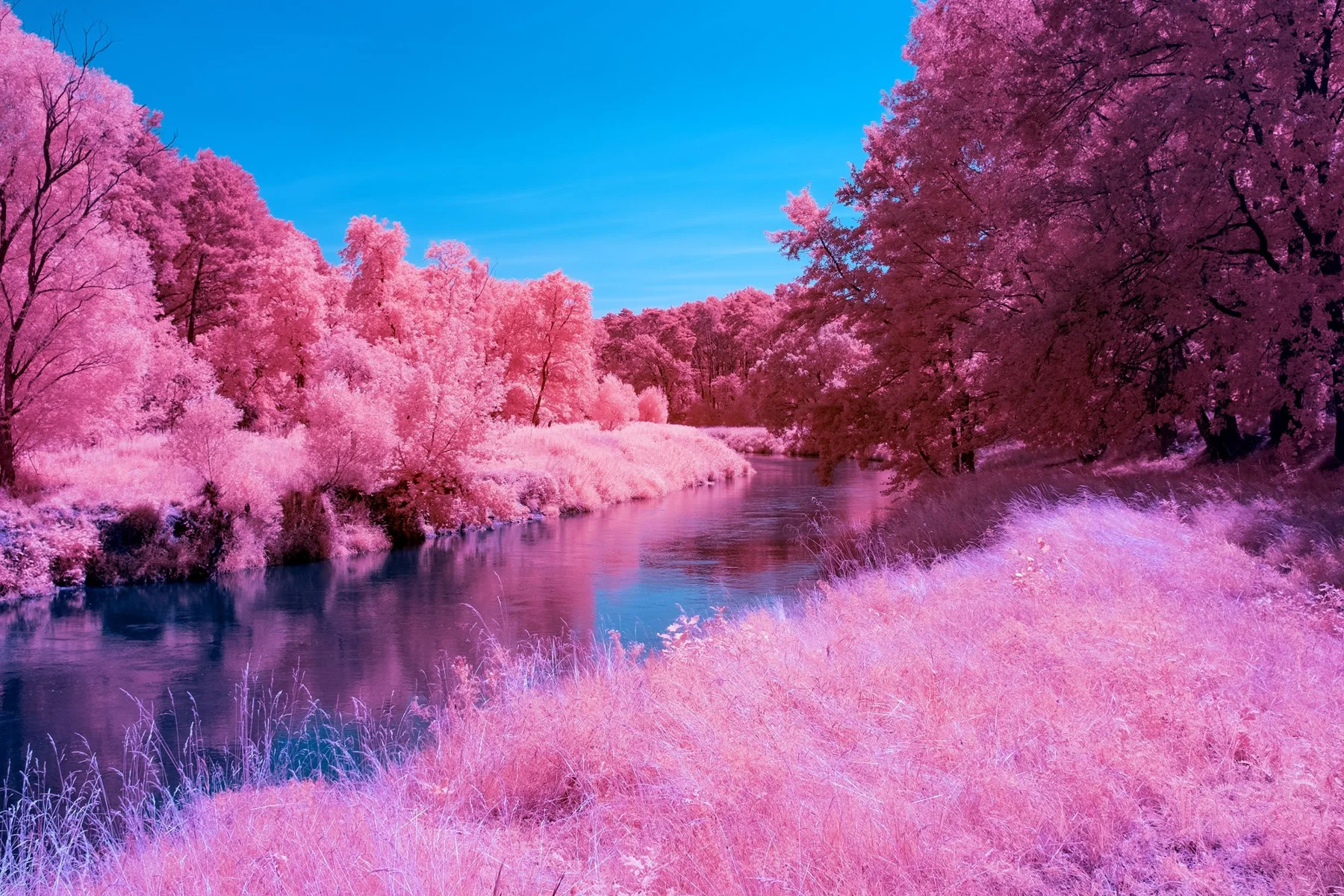 Étendue d’eau bordée d’arbres roses.