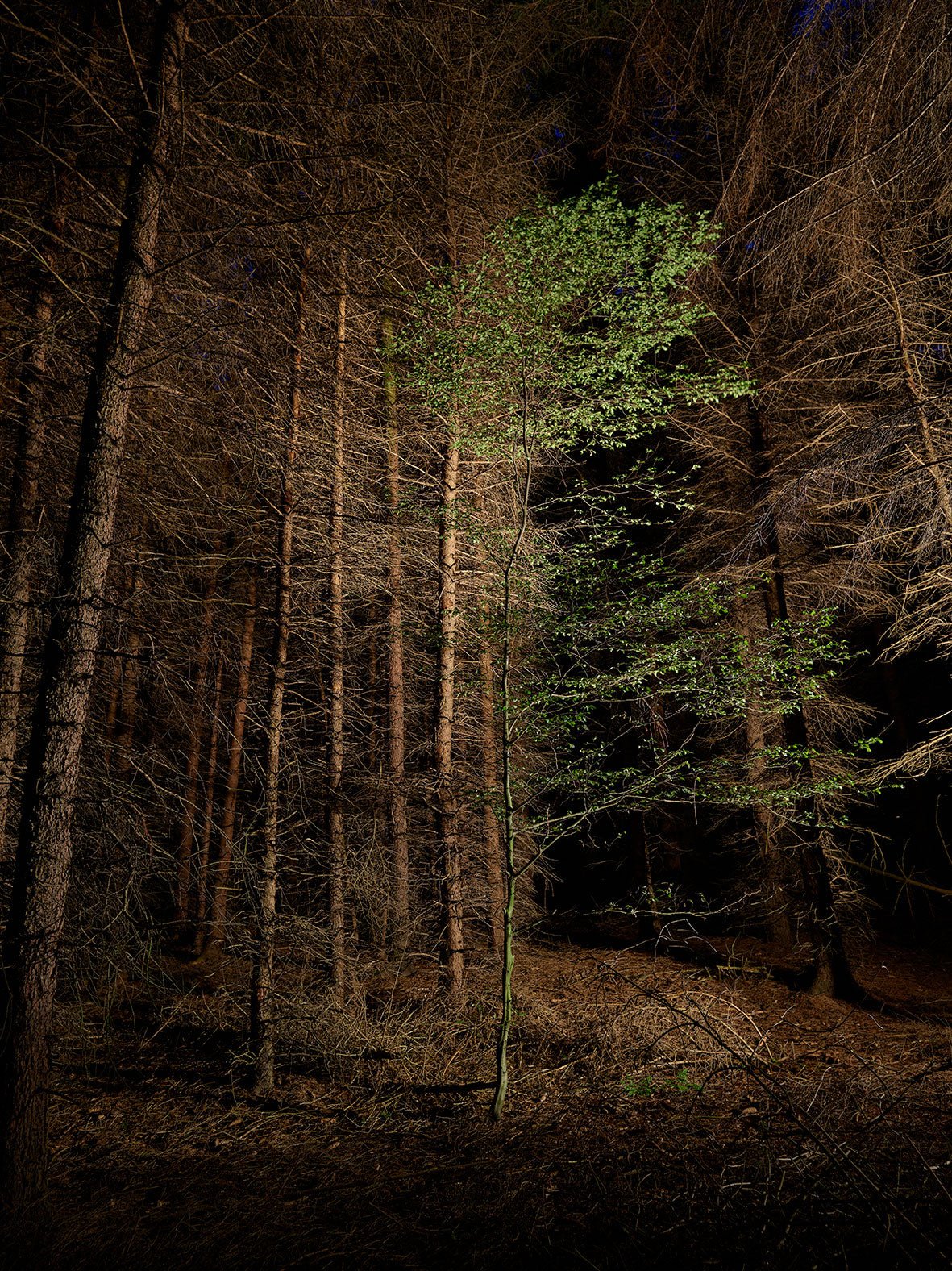 Fine art photography by André Wagner: Green tree in a dark forest, Deutschland.