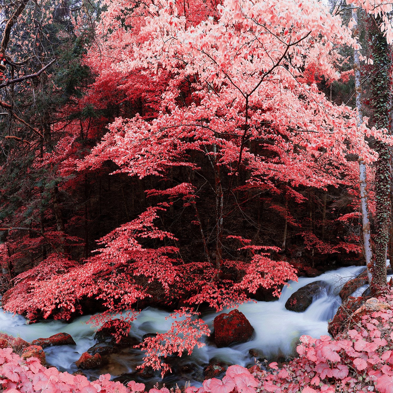 Infrared fine art photography by André Wagner: Pink and red leaves form a dense canopy over a stream — Infrared blackforest 1, Deutschland.
