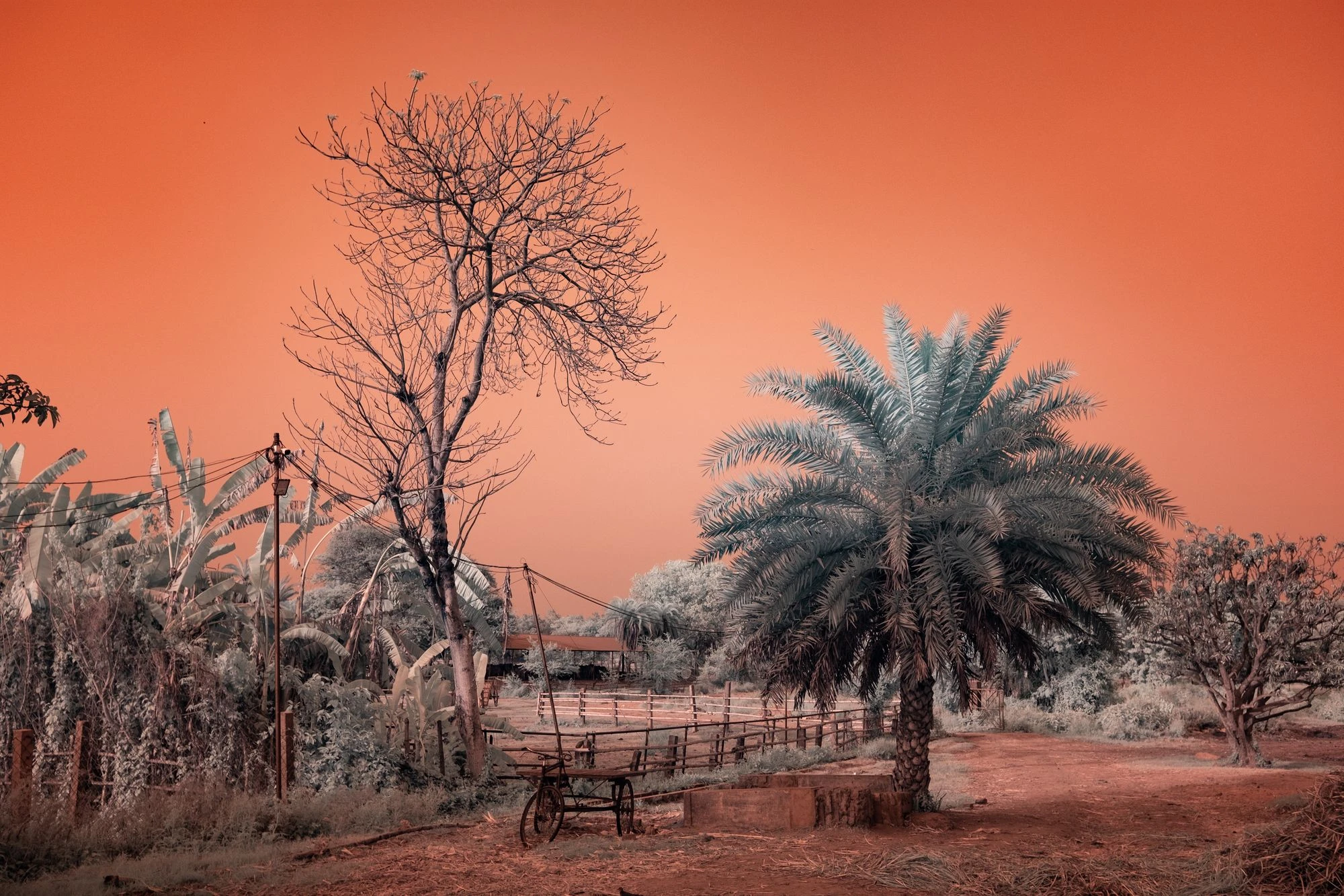 Photographie d’art infrarouge d’André Wagner: Infrared Noon – A Scene of Contemplation and Renewal.