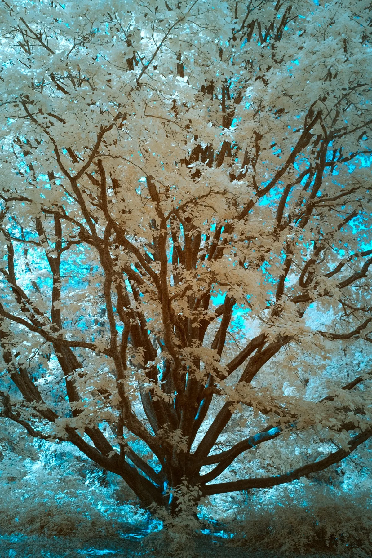 Infrared fine art photograph of a tree canopy against a turquoise sky