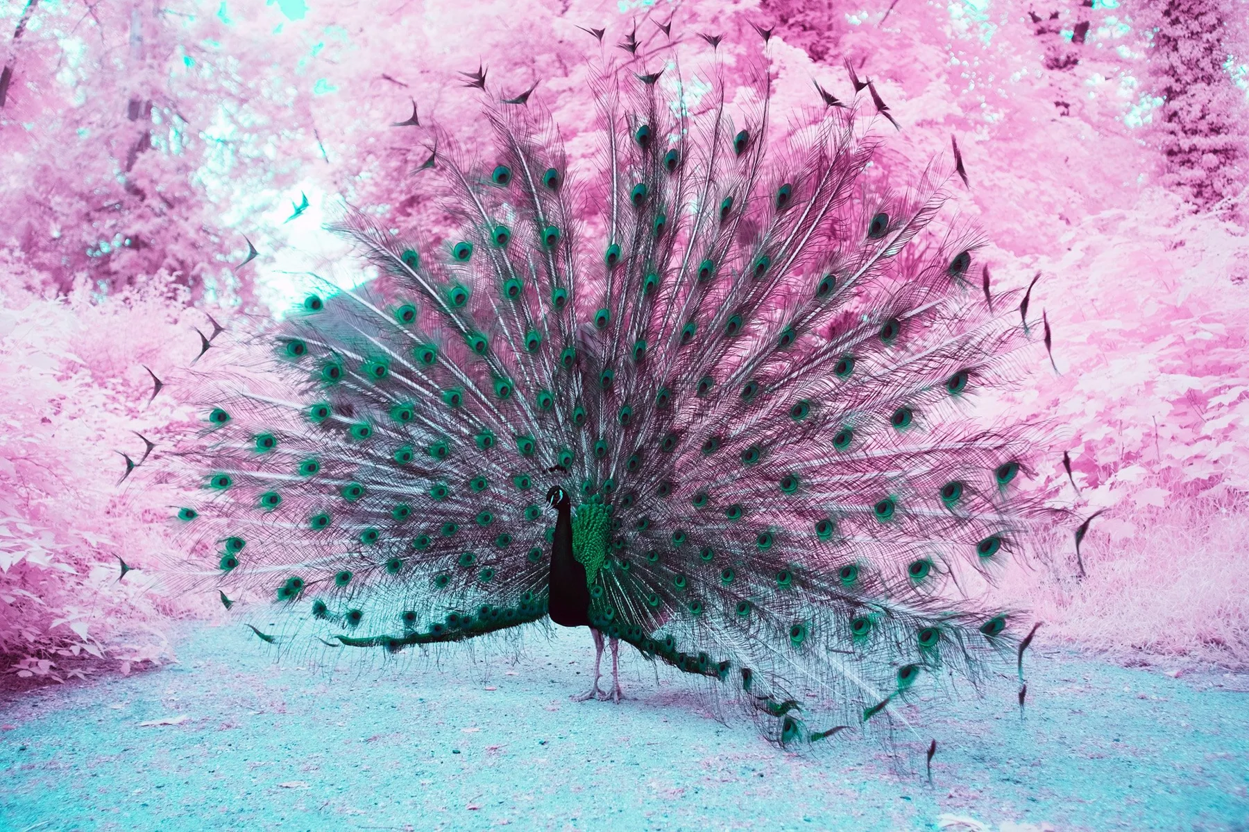 Infrared fine art photograph of a peacock displaying its fan against pink foliage