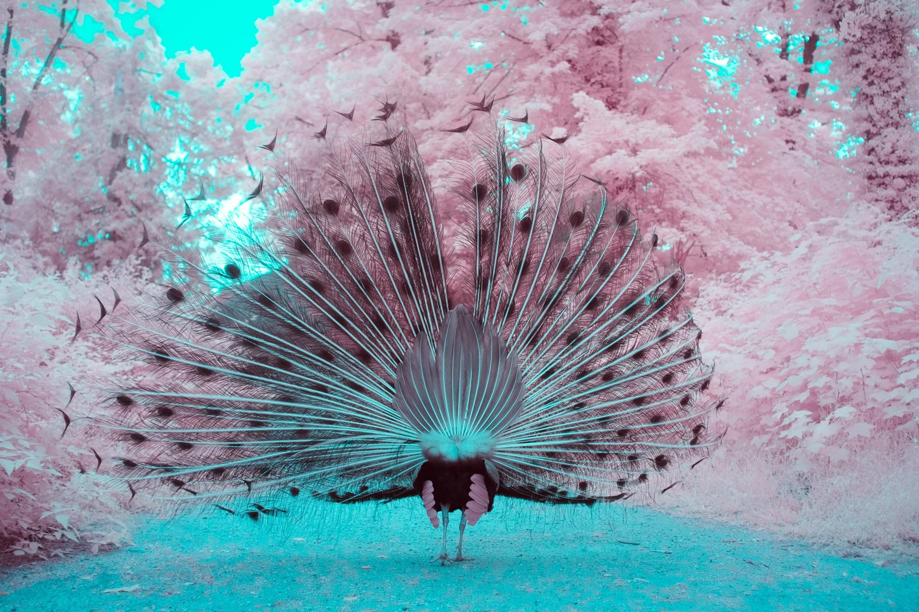 Infrared fine art photograph of a peacock displaying its fan against pink foliage