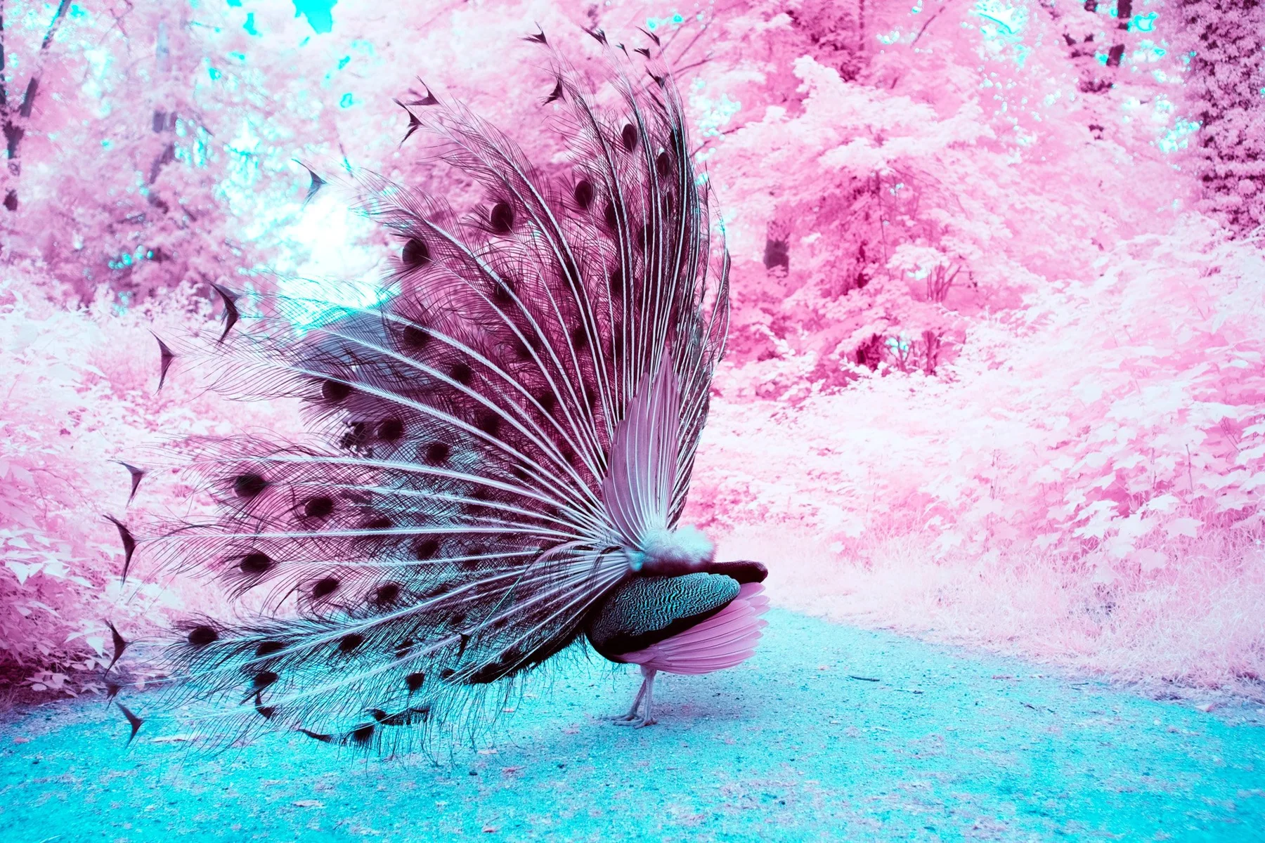 Infrared fine art photograph of a peacock displaying its fan against pink foliage