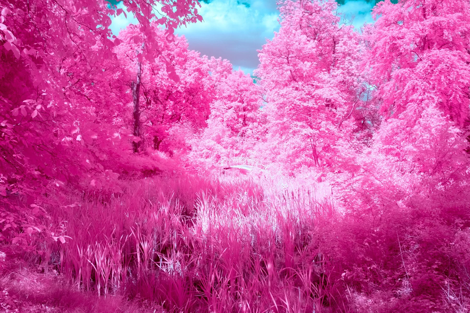 Infrared fine art photograph of a path through vivid pink woodland