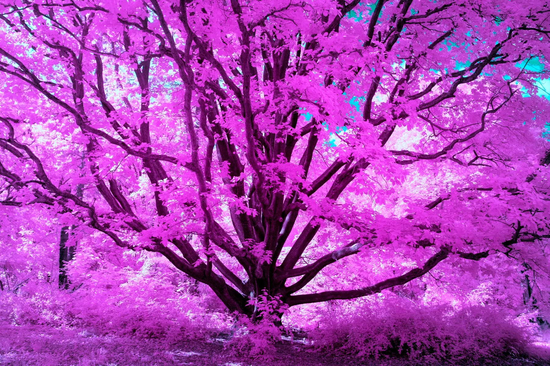 Infrared fine art photograph with violet branches and luminous foliage