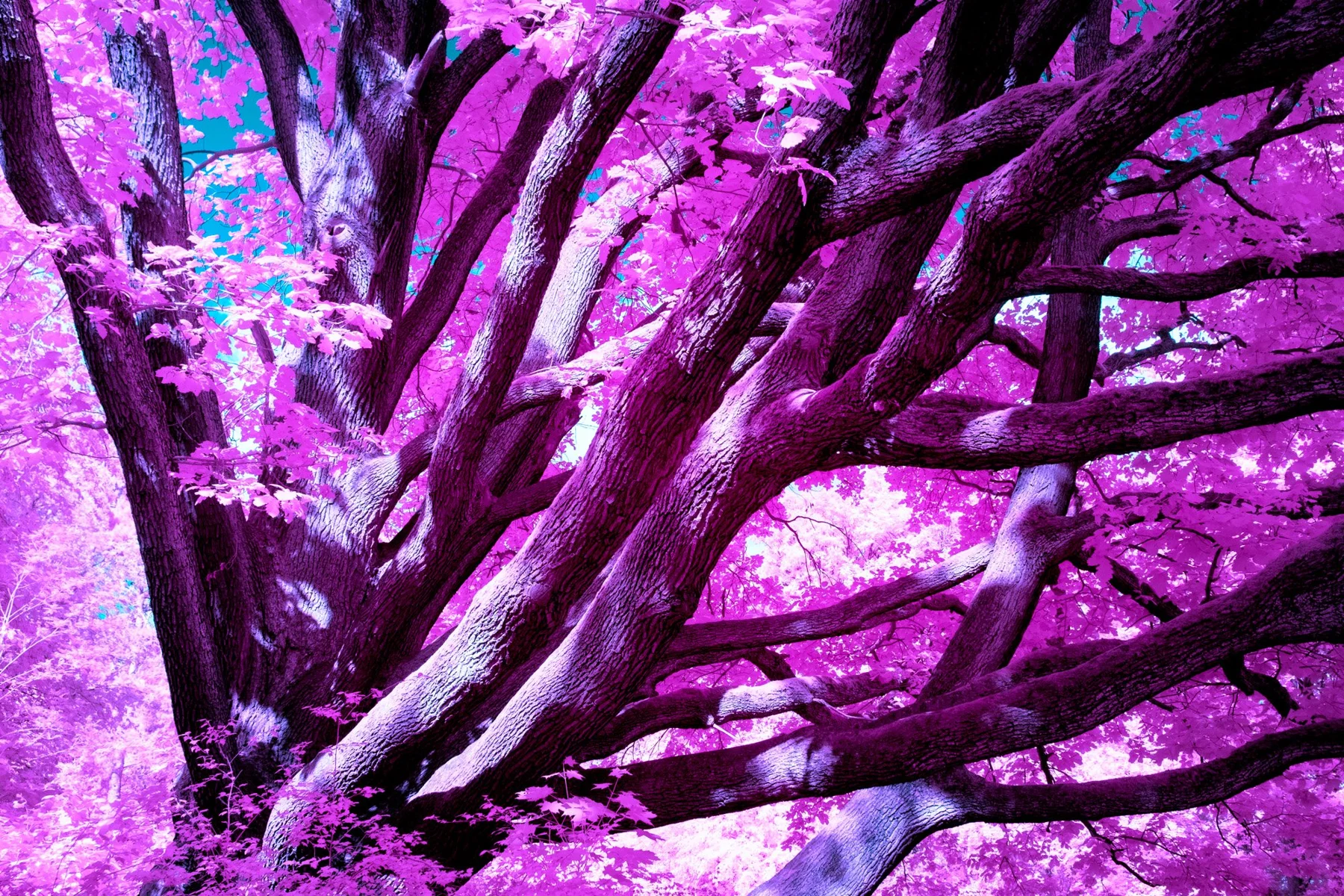 Infrared fine art photograph with violet branches and luminous foliage