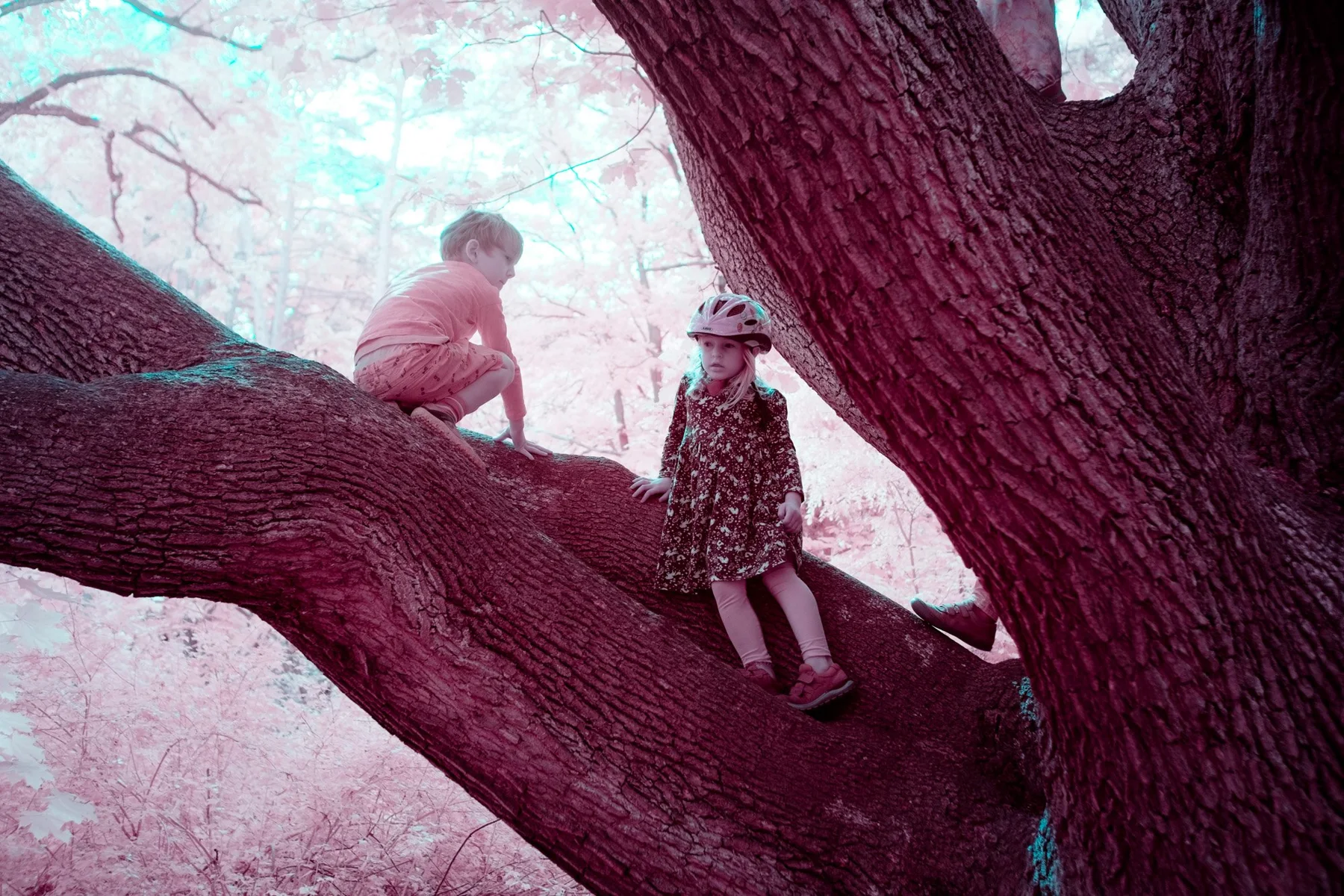 Infrared fine art photograph of two peacocks on a branch against pink foliage