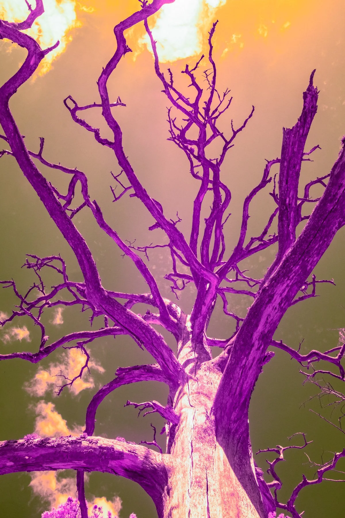 Arbre nu dans des tons violets.