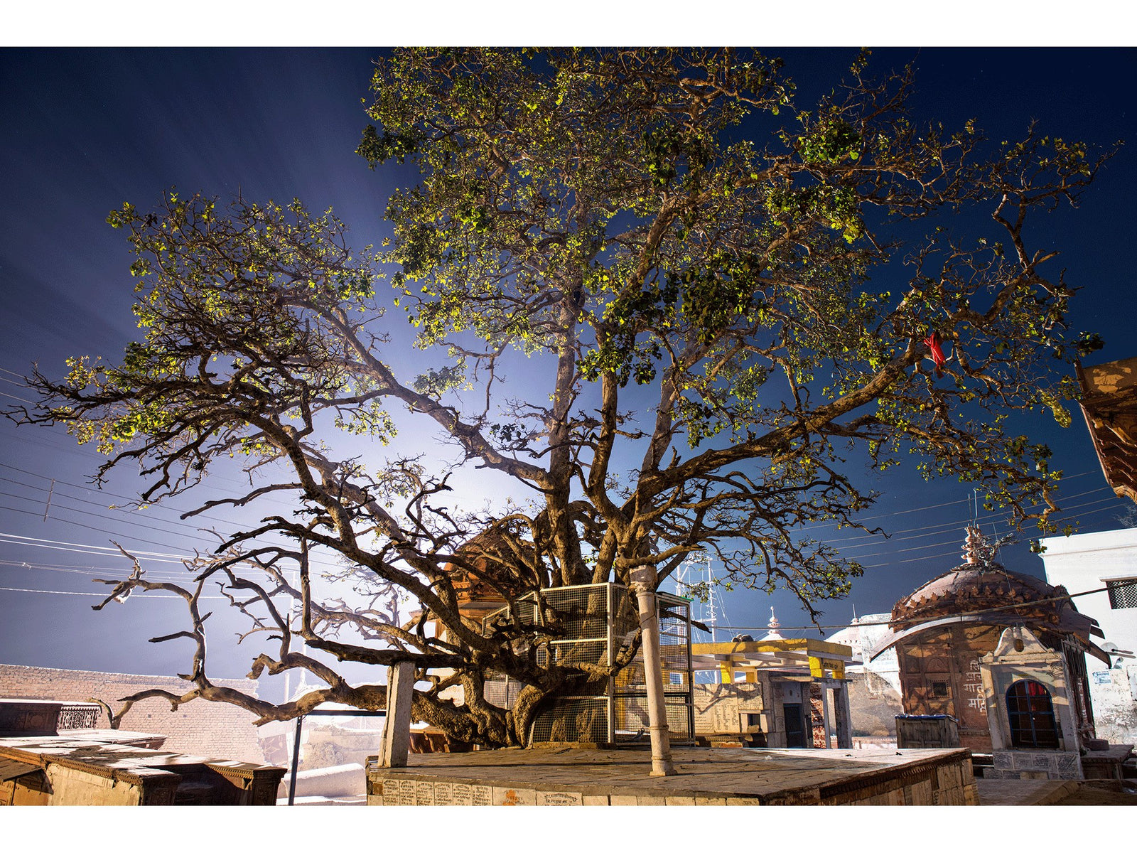 Photographie d’art d’André Wagner: Un grand arbre se dresse sur une surface surélevée et délimitée, entre des bâtiments bas — Krishna tree, Indien.