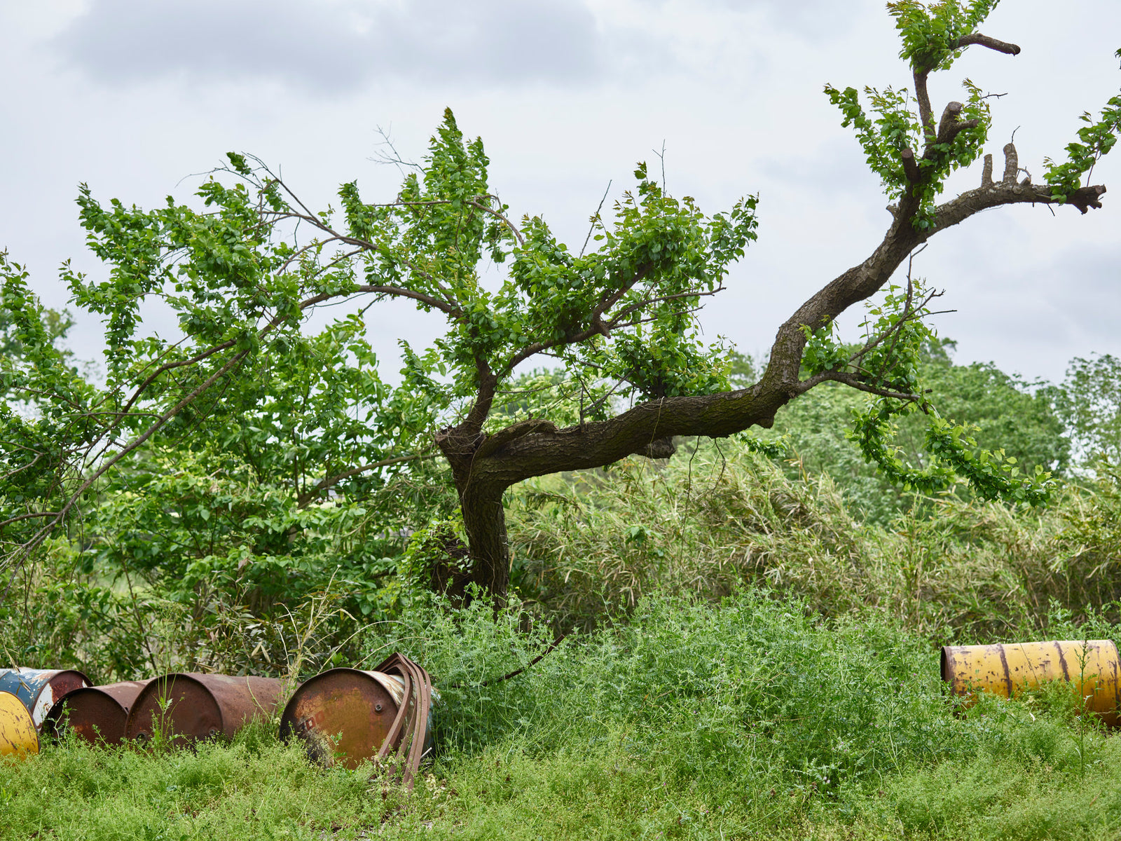 Photographie d’art d’André Wagner: Un arbre incliné déploie quelques branches puissantes au-dessus d’une végétation dense — Landside.