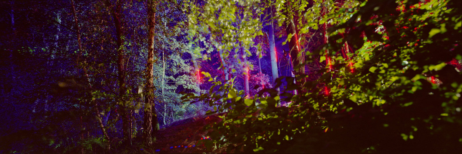Fine art photography by André Wagner: Leaves shine yellow-green, red and violet between dark trunks — Laser Forest 2.