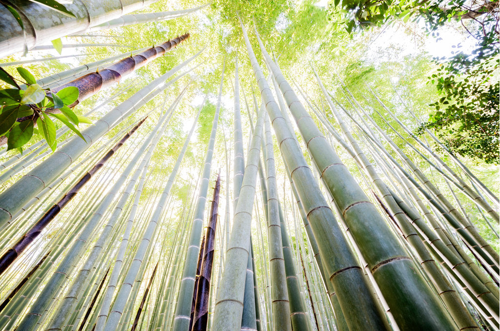 Fine art photography by André Wagner: The view rises steeply between tall bamboo stems — Looking Up In The Bamboo Forest 1, Indien.