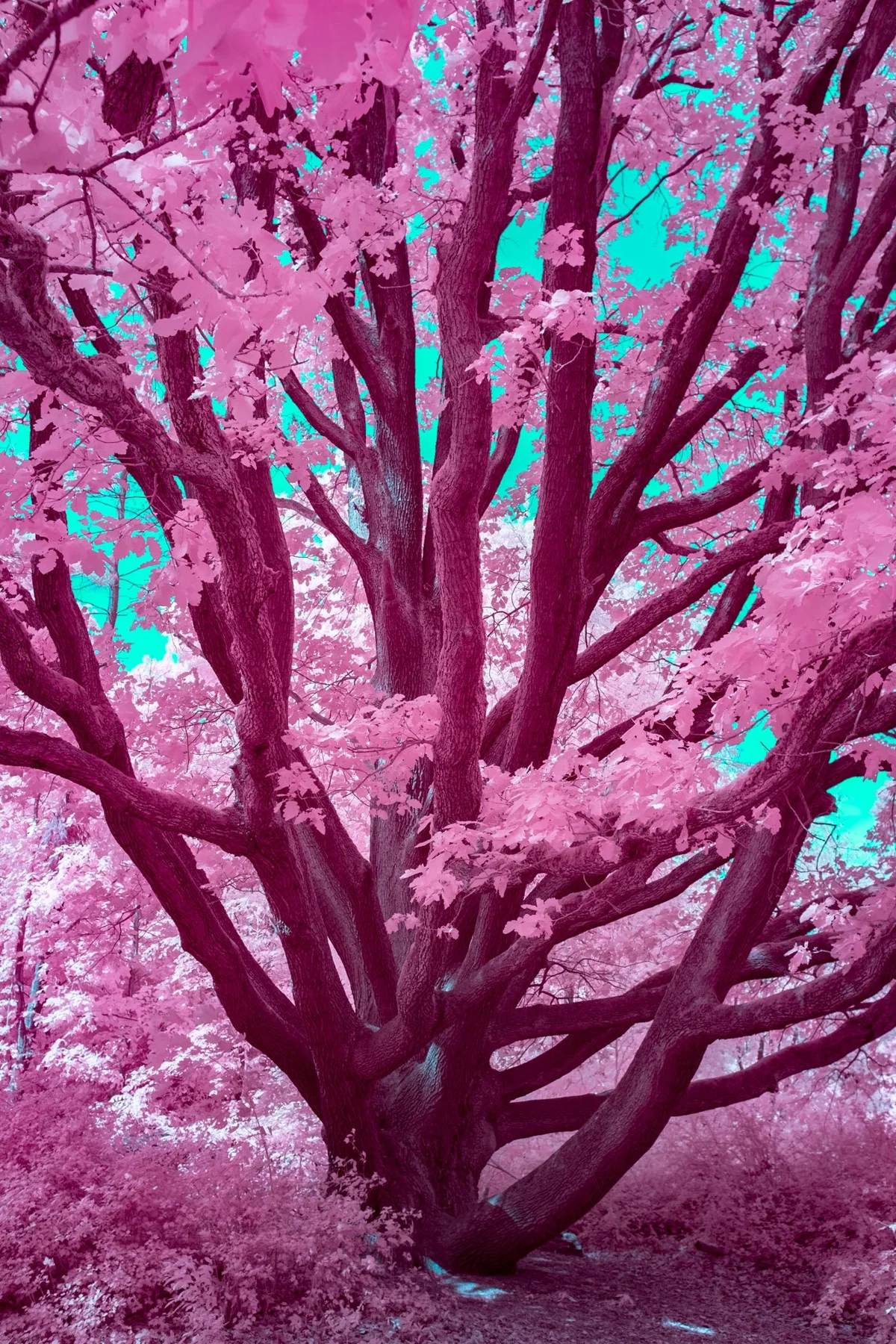 Arbre à plusieurs troncs et aux feuilles roses.
