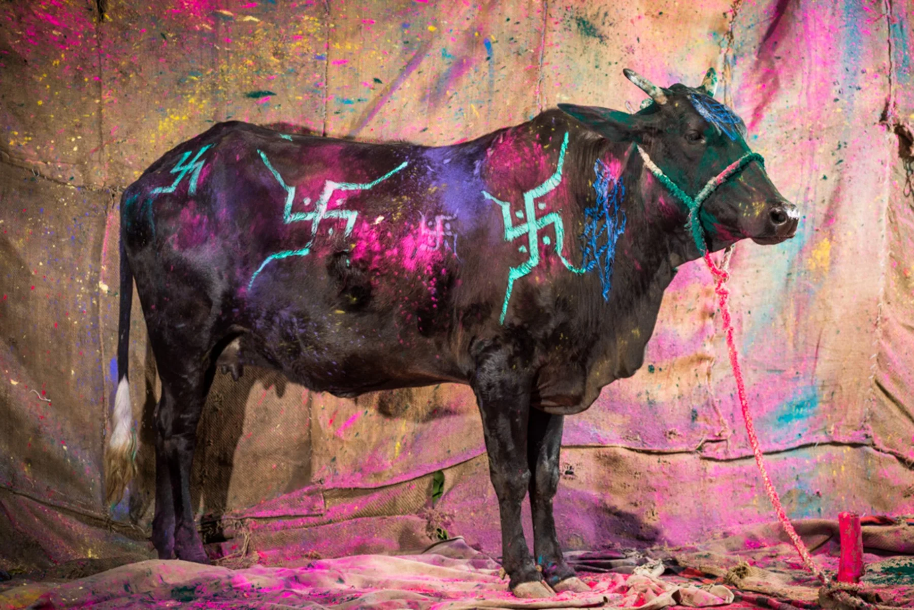 With paint powder and traditional symbols of luck, cow painted in front of a wall.