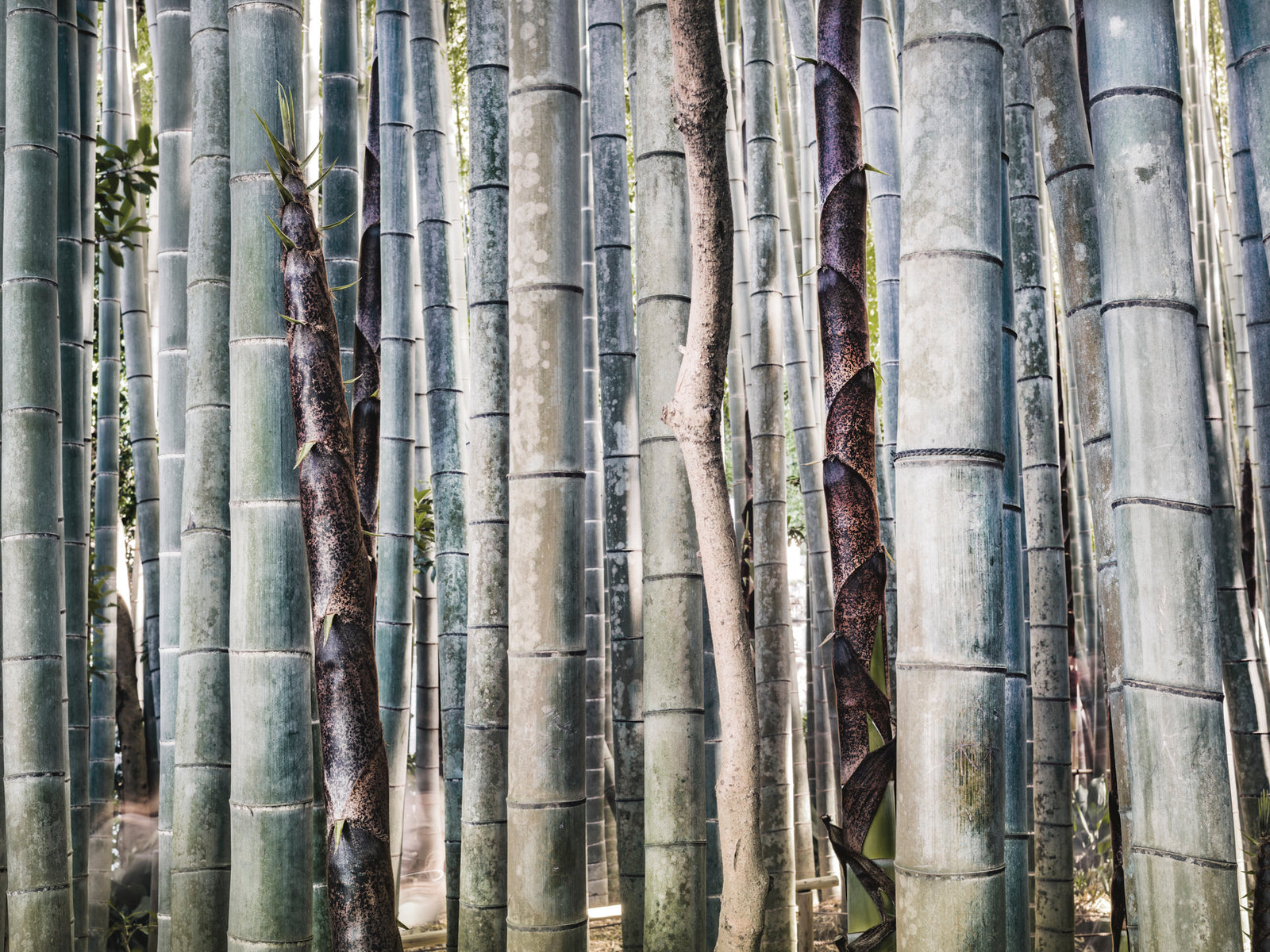 Photographie d’art d’André Wagner: D’épais chaumes de bambou gris pâle se tiennent serrés les uns contre les autres et emplissent l’espace de l’image jusqu’aux bords — Mix Bamboo Forest, Japan.