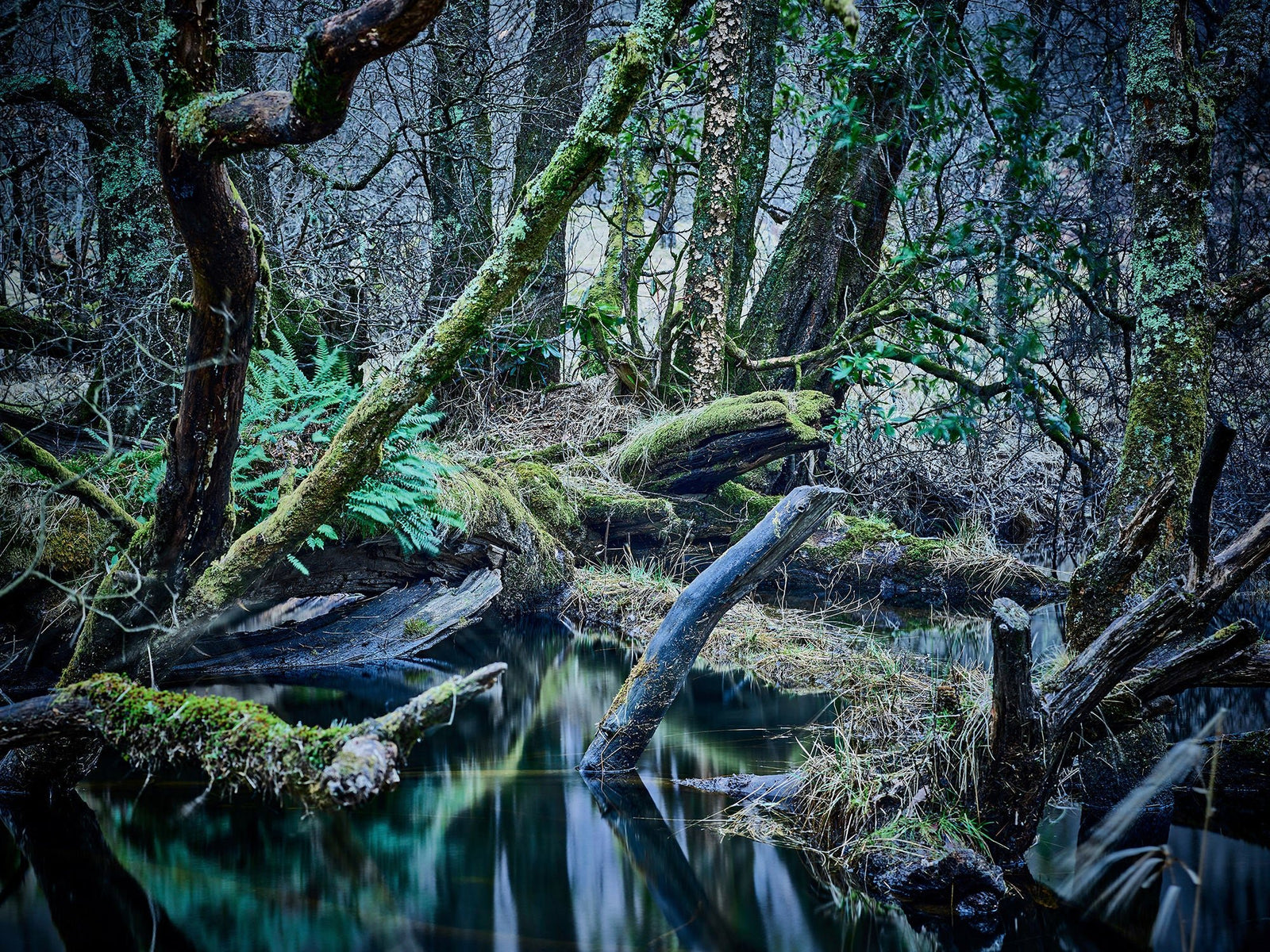 Photographie d’art d’André Wagner: Des troncs tombés et dressés se croisent au-dessus d’une eau sombre en forêt — Oasis of silence, Schottland.