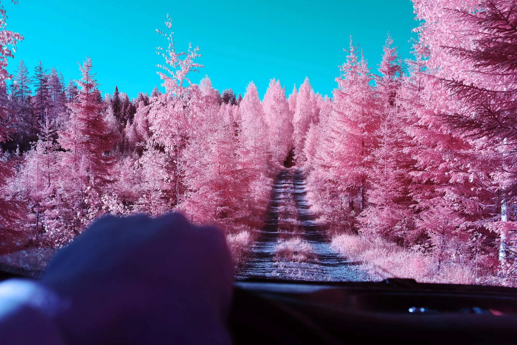 Infrared fine art photography by Andr&eacute; Wagner: A narrow track disappears straight between closely spaced conifers &mdash; On the Road: Into the Wilderness.