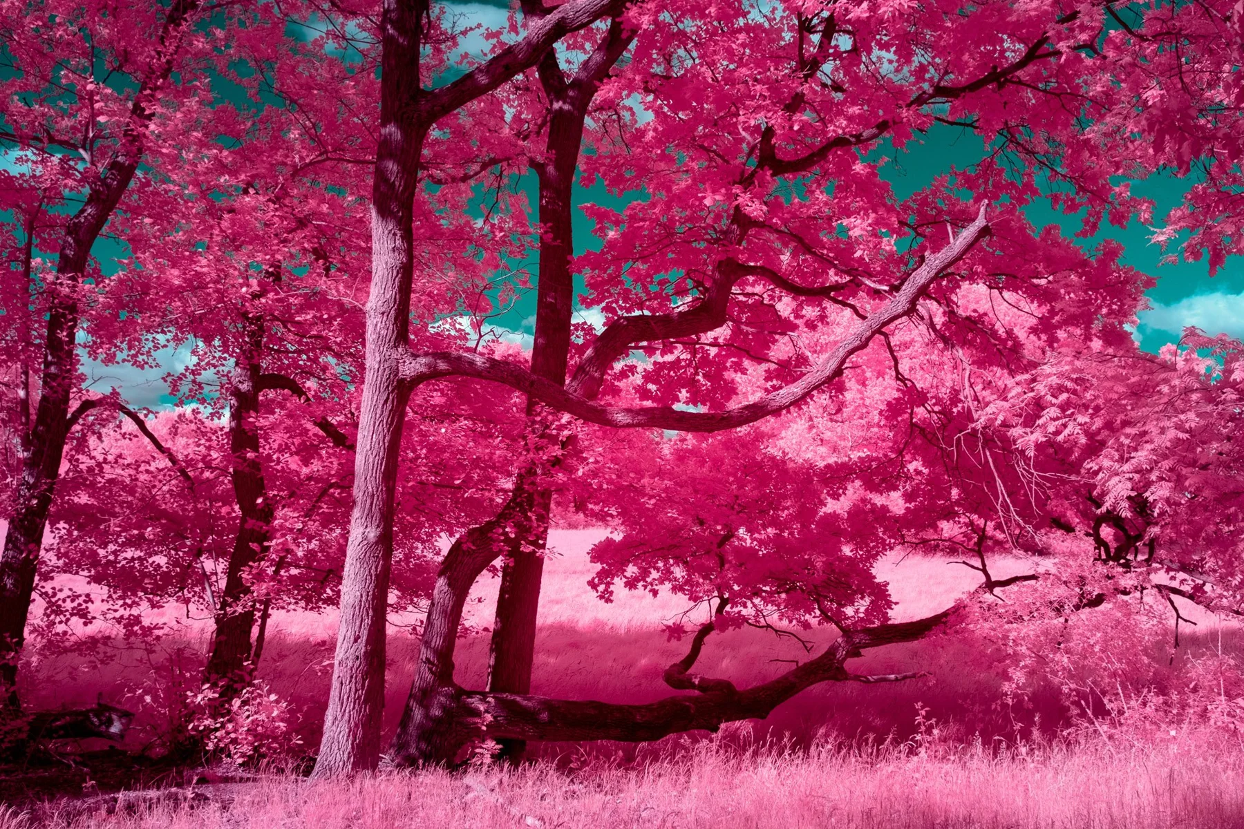 Arbres roses dans un parc.