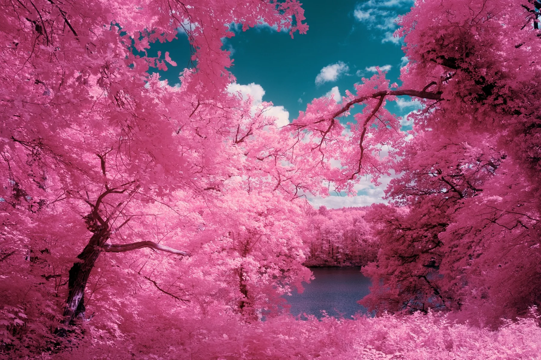Des arbres roses se reflètent dans l’eau.
