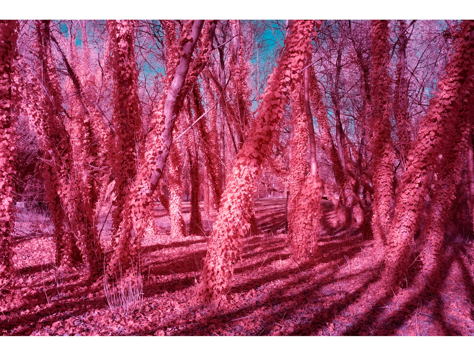 Photographie d’art infrarouge d’André Wagner: Des arbres serrés remplissent l’espace de structures rouges et roses — Potsdam forest, Deutschland.