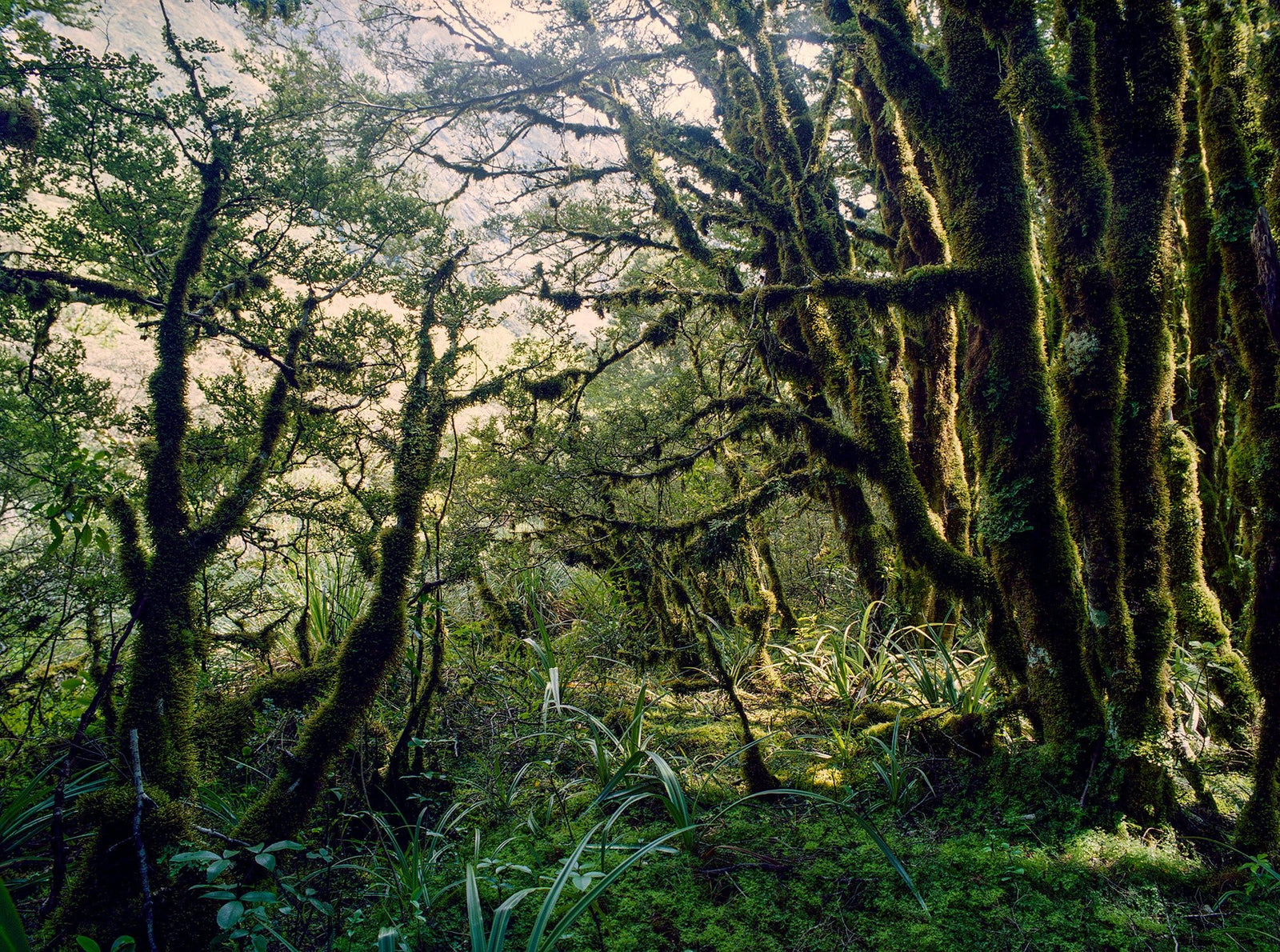 Photographie d’art d’André Wagner: Des troncs couverts de mousse et des branches entrelacées remplissent un espace forestier irrégulièrement étagé — Rainforest 5, Neuseeland.