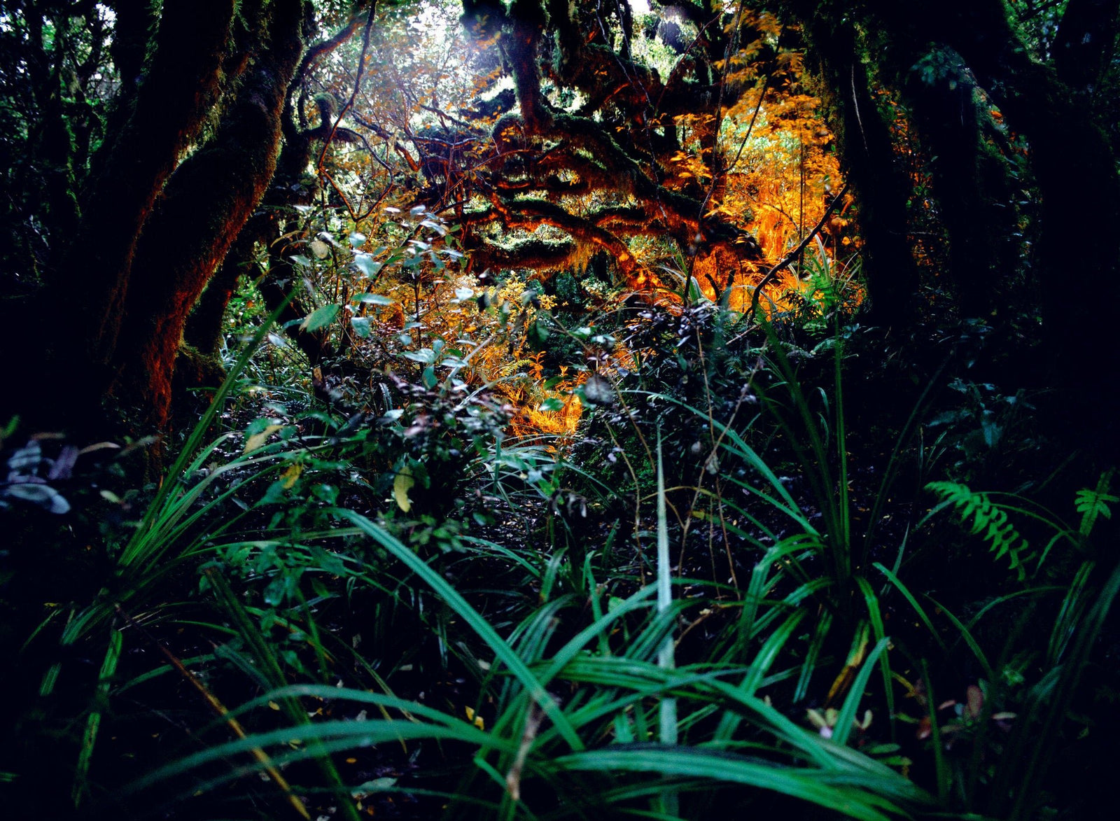 Photographie d’art d’André Wagner: De longues feuilles vertes se croisent au premier plan — Rainforest, Neuseeland.