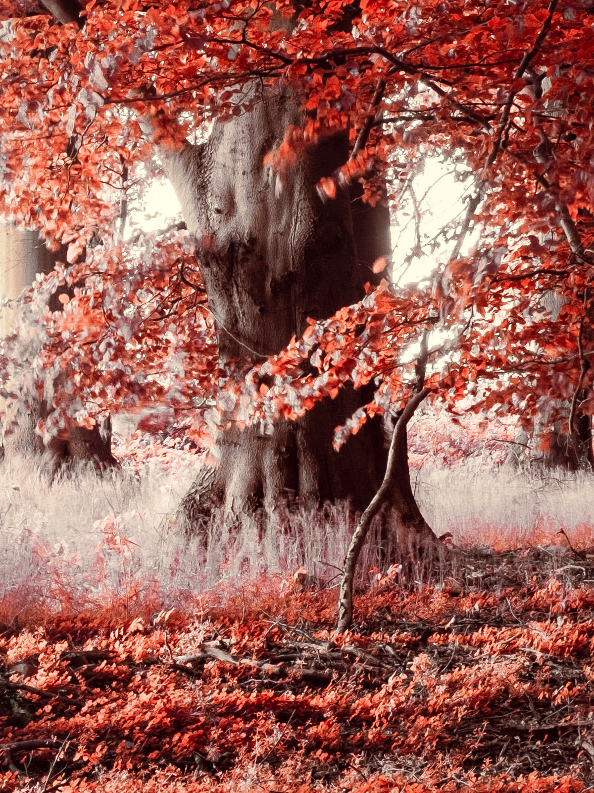 Additional view of the photographic artwork “Realm of Enchanted Shadows: A Fairytale Infrared Oasis” by André Wagner.