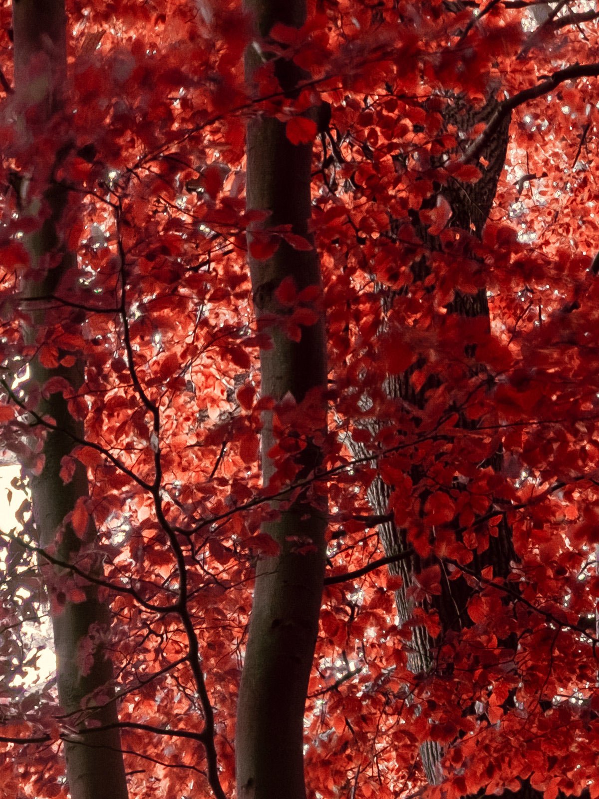 Additional view of the photographic artwork “Realm of Enchanted Shadows: A Fairytale Infrared Oasis” by André Wagner.