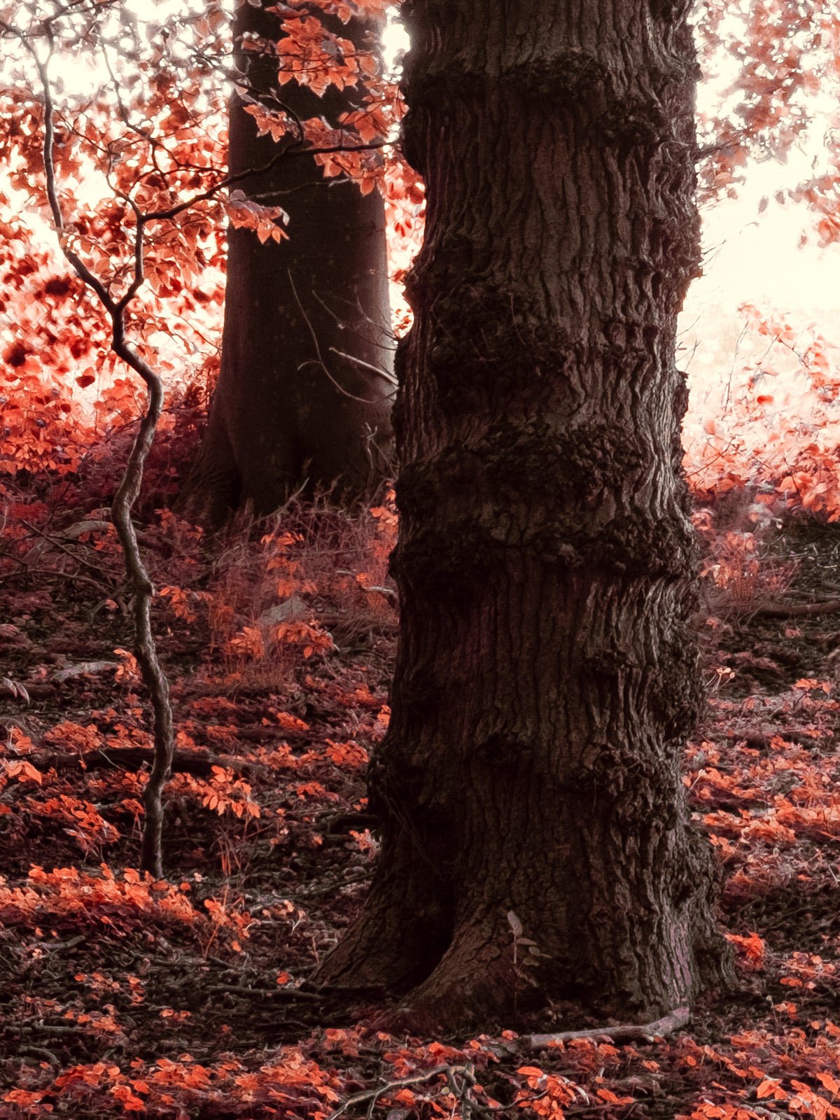 Additional view of the photographic artwork “Realm of Enchanted Shadows: A Fairytale Infrared Oasis” by André Wagner.