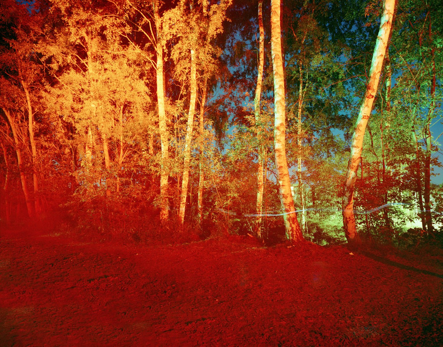 Fine art photography by André Wagner: A woodland area is saturated with red and orange — Red Forest, Deutschland.