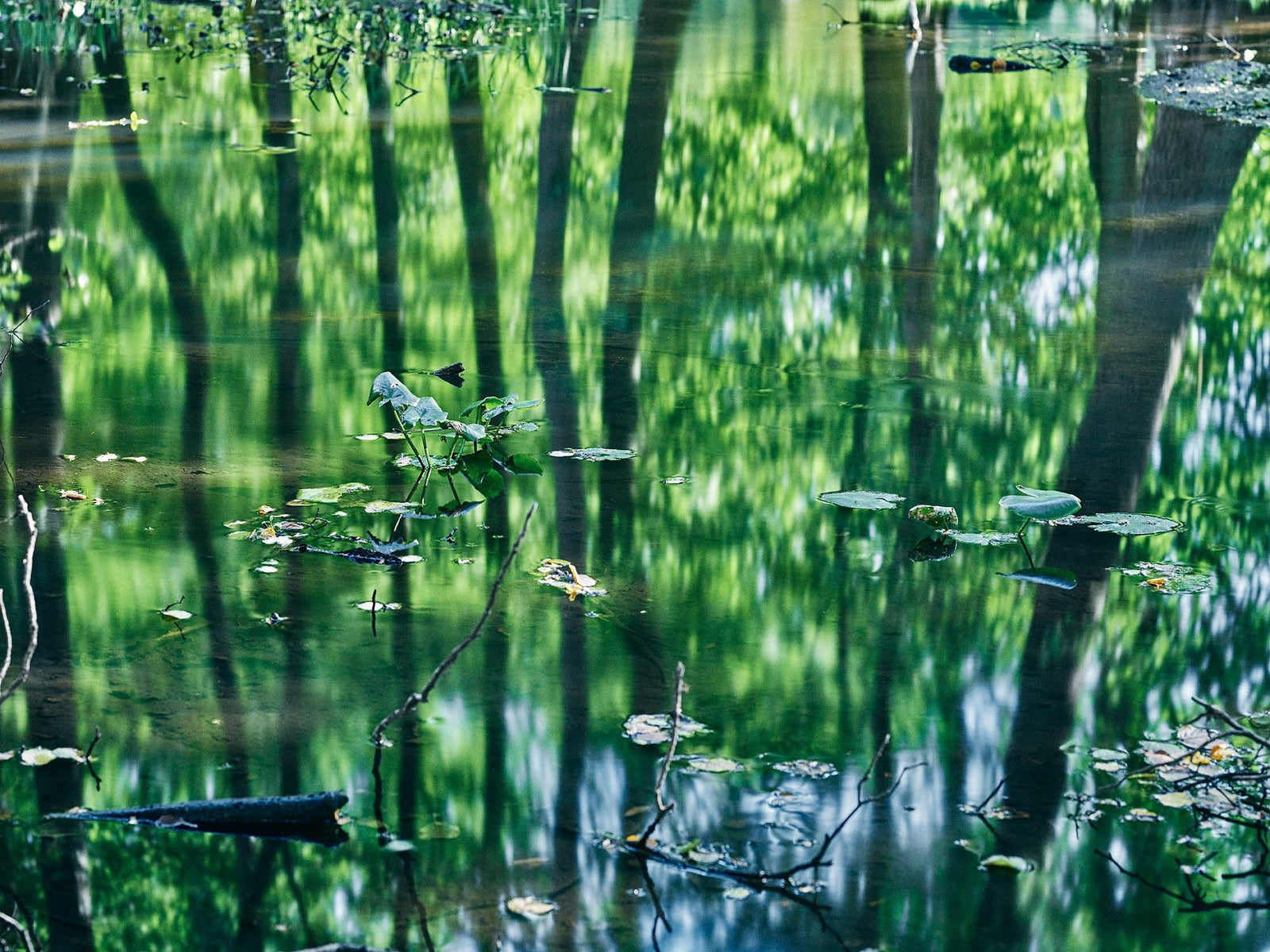 Photographie d’art d’André Wagner: La forêt apparaît sous la forme d’un reflet dans l’eau — Reflections in the forest, Deutschland.