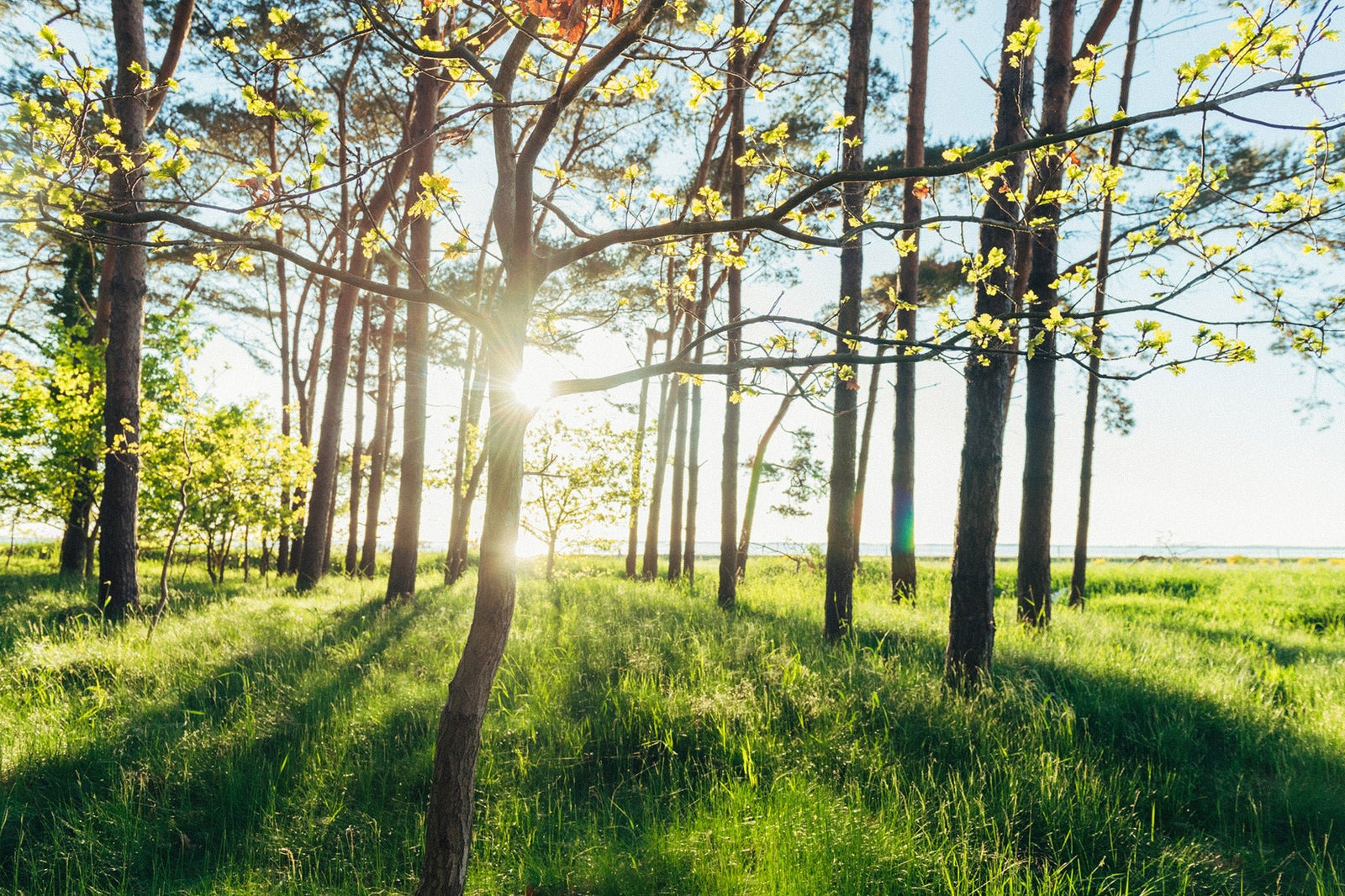 Fine art photography by André Wagner: Low sunlight shines between slender trunks — Reflective sun behind the tree, Deutschland.