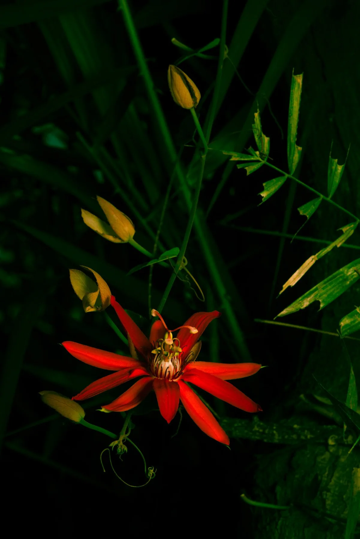 Red flower and small buds between dark green leaves.