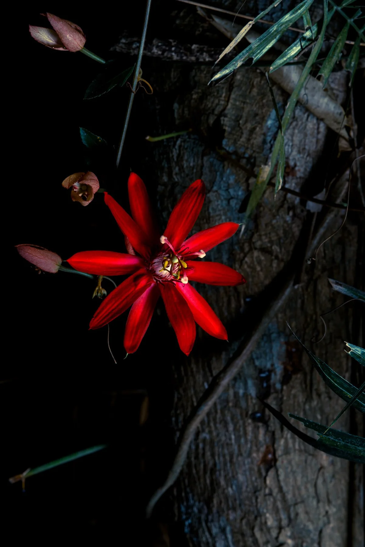 Red bloom in front of a tree trunk and narrow green leaves.