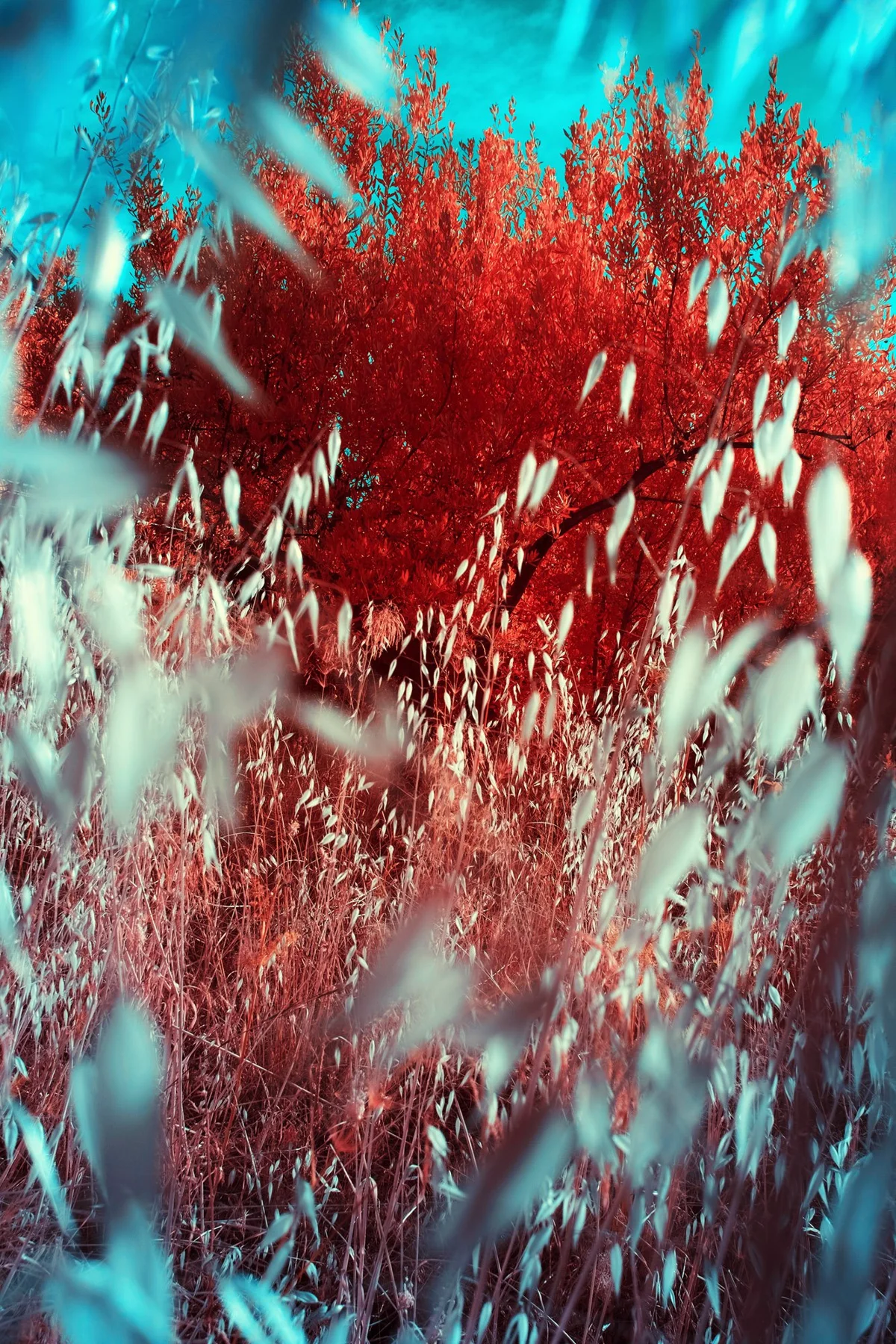 Plantes rouges derrière des tiges claires rendues floues par le mouvement.