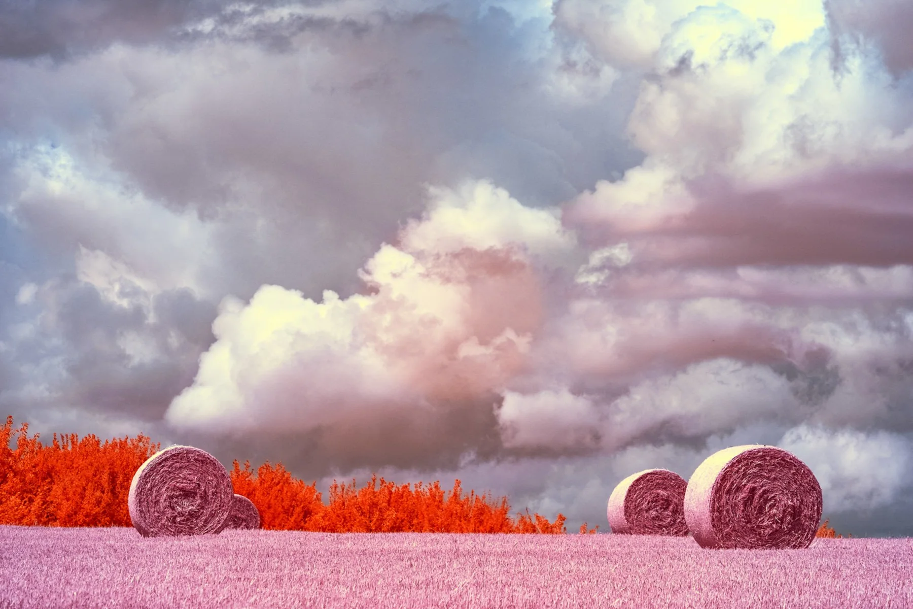 Balles de paille rondes dans un champ rose sous les nuages.