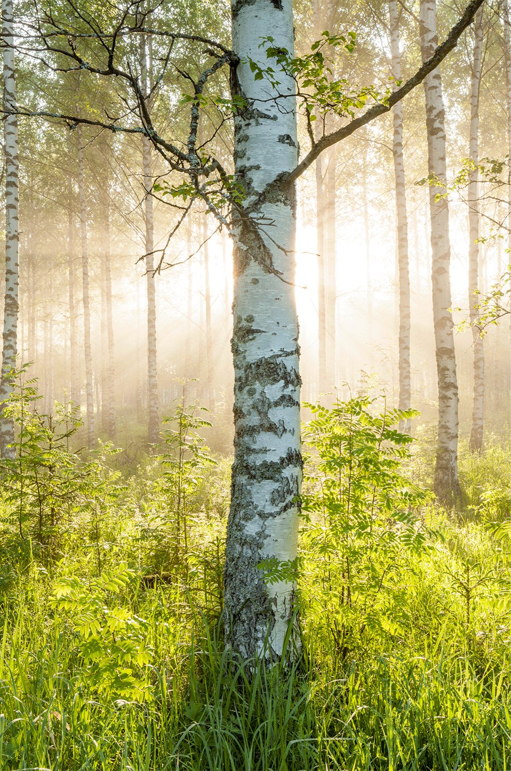 Fine art photography by André Wagner: A pale birch trunk stands immediately before the viewer — Sacred light, Finnland.