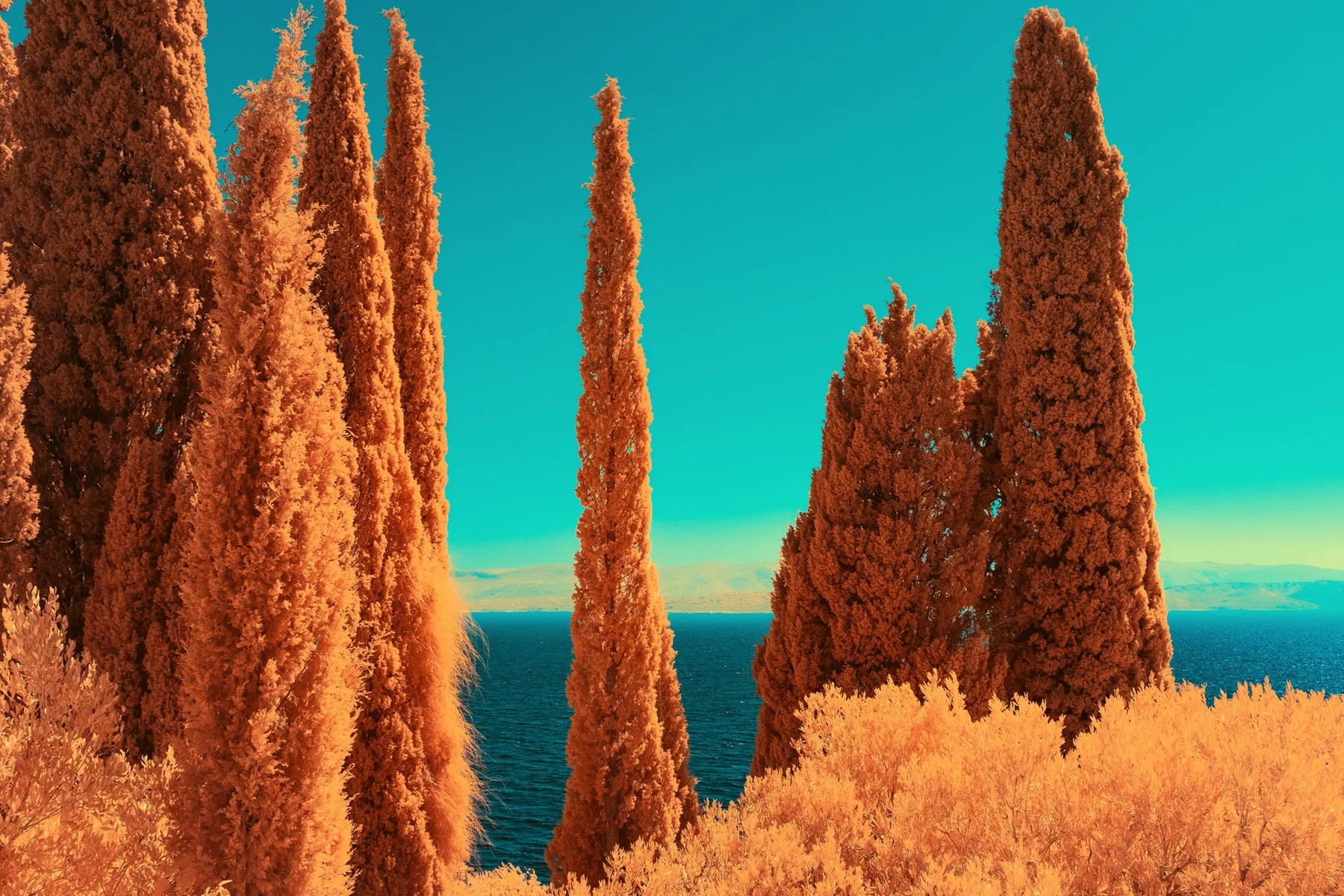 Cyprès élancés orange devant un ciel turquoise.